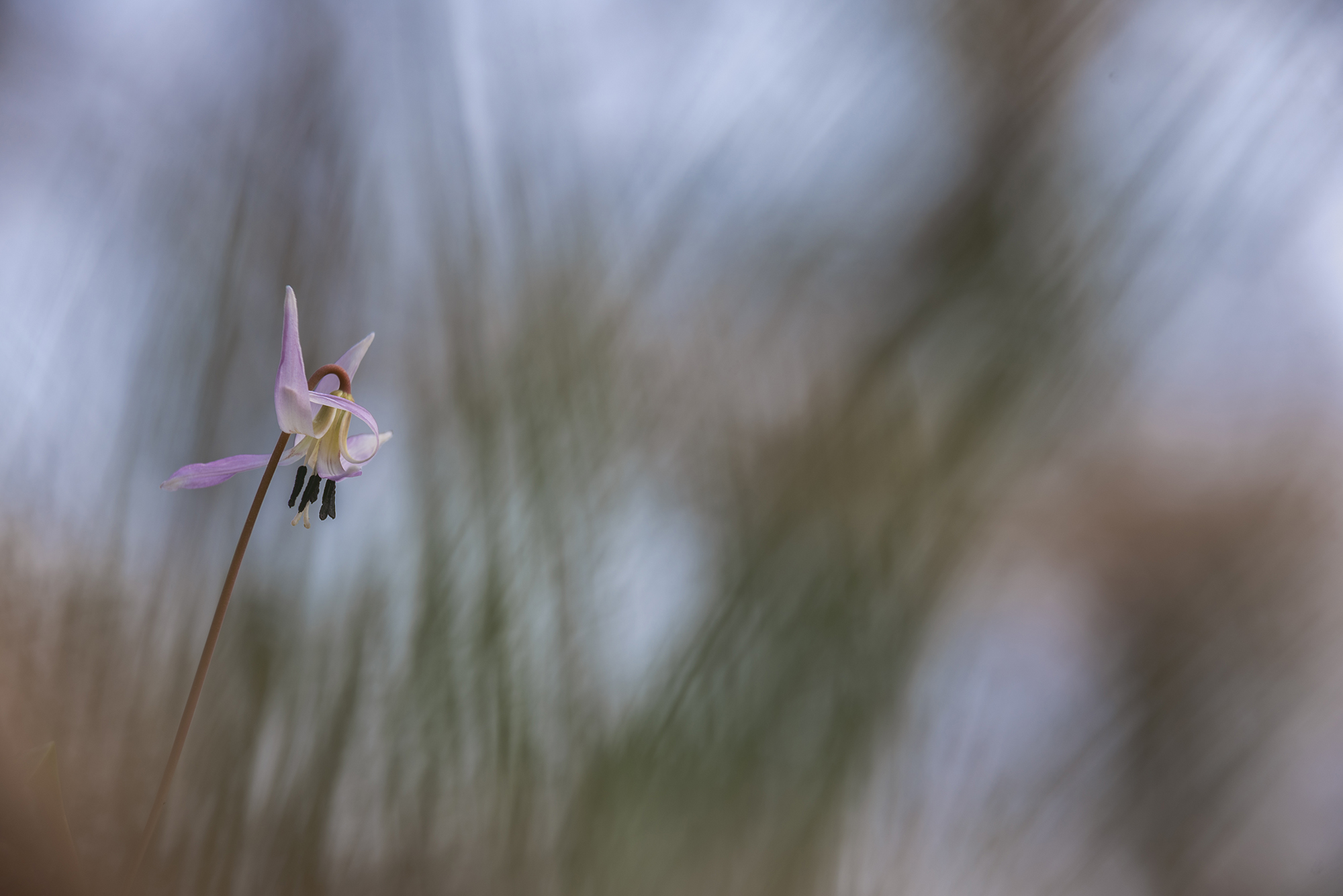 " Erythronium dens-canis "