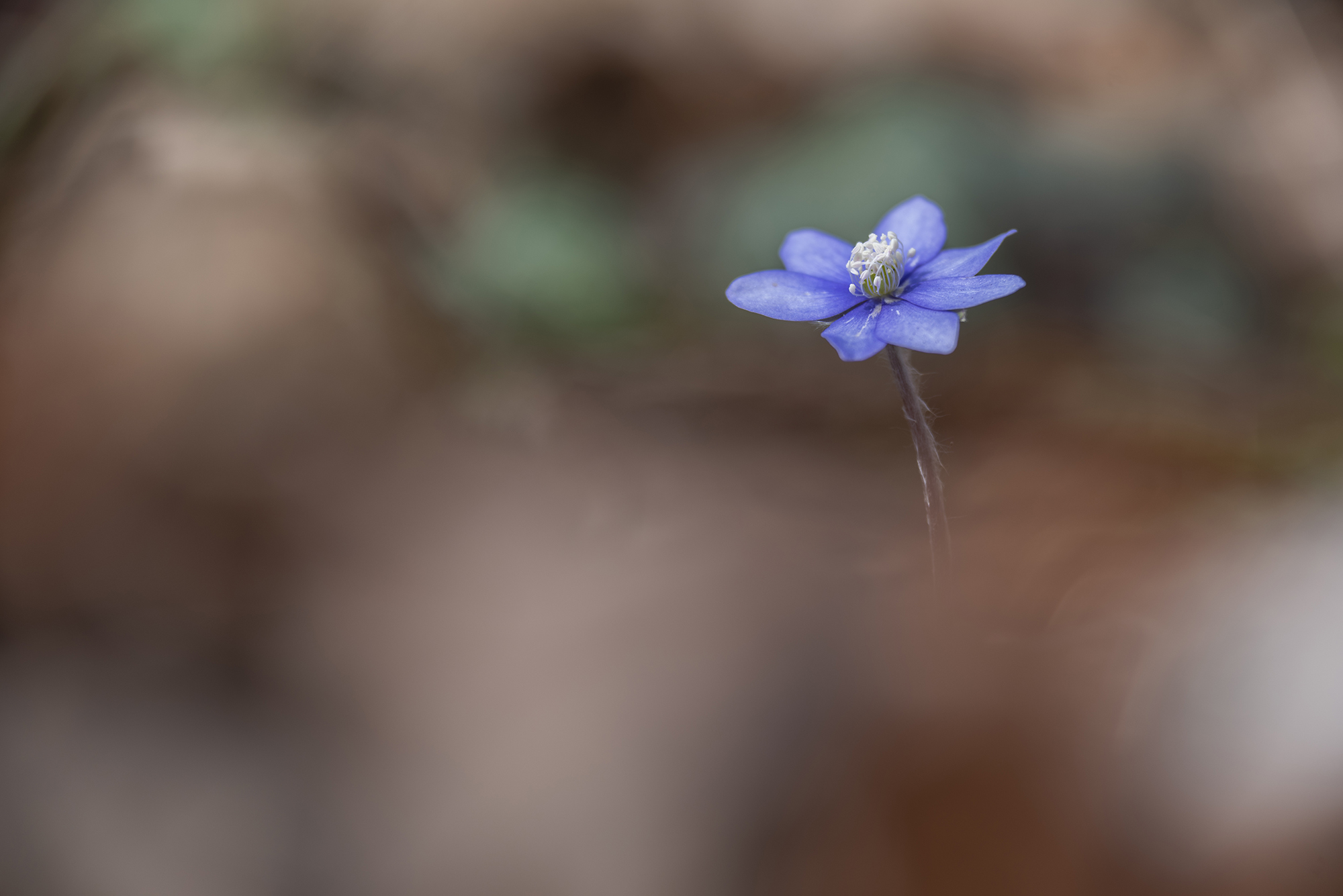 " Hepatica Nobilis "