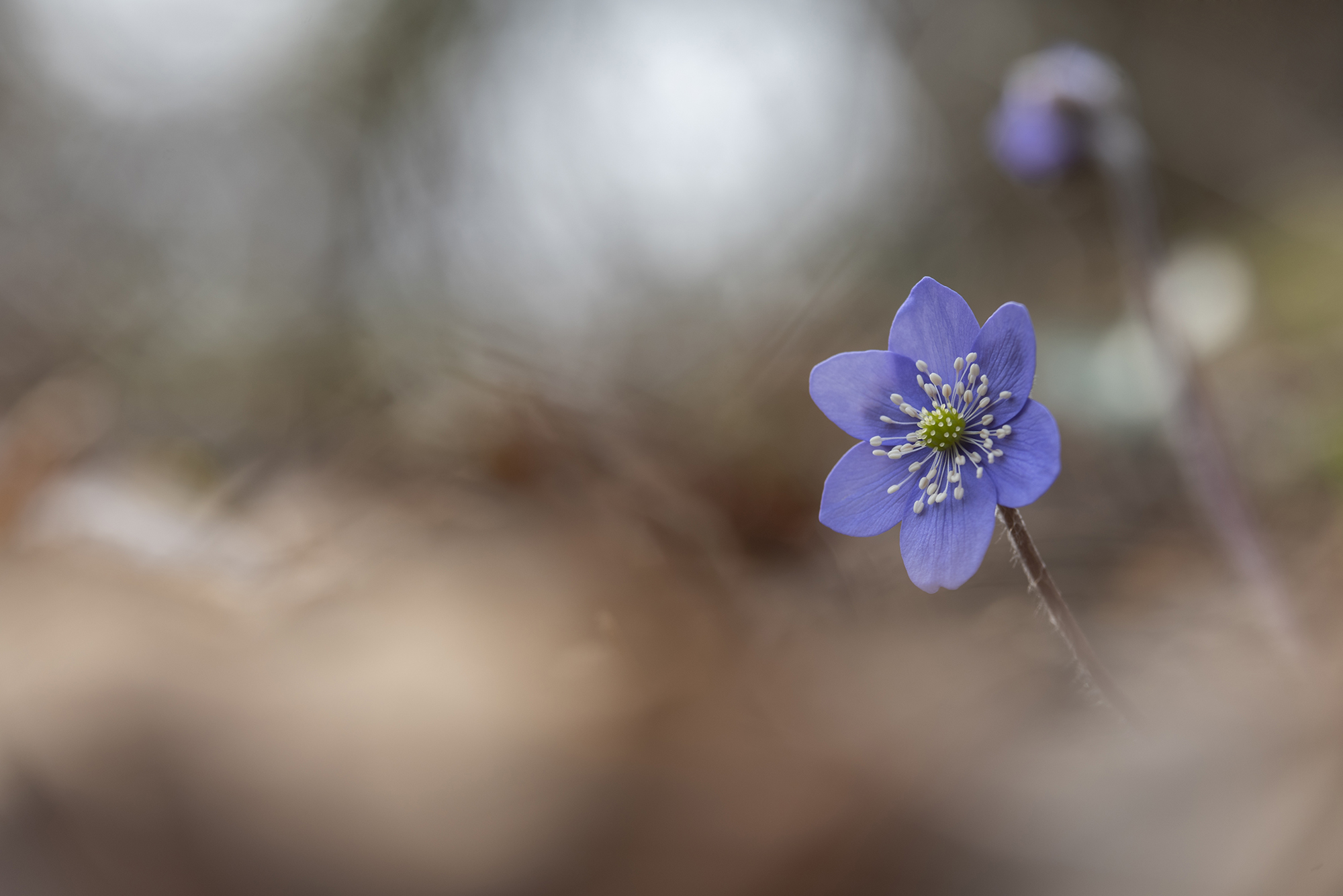 " Hepatica Nobilis 2
