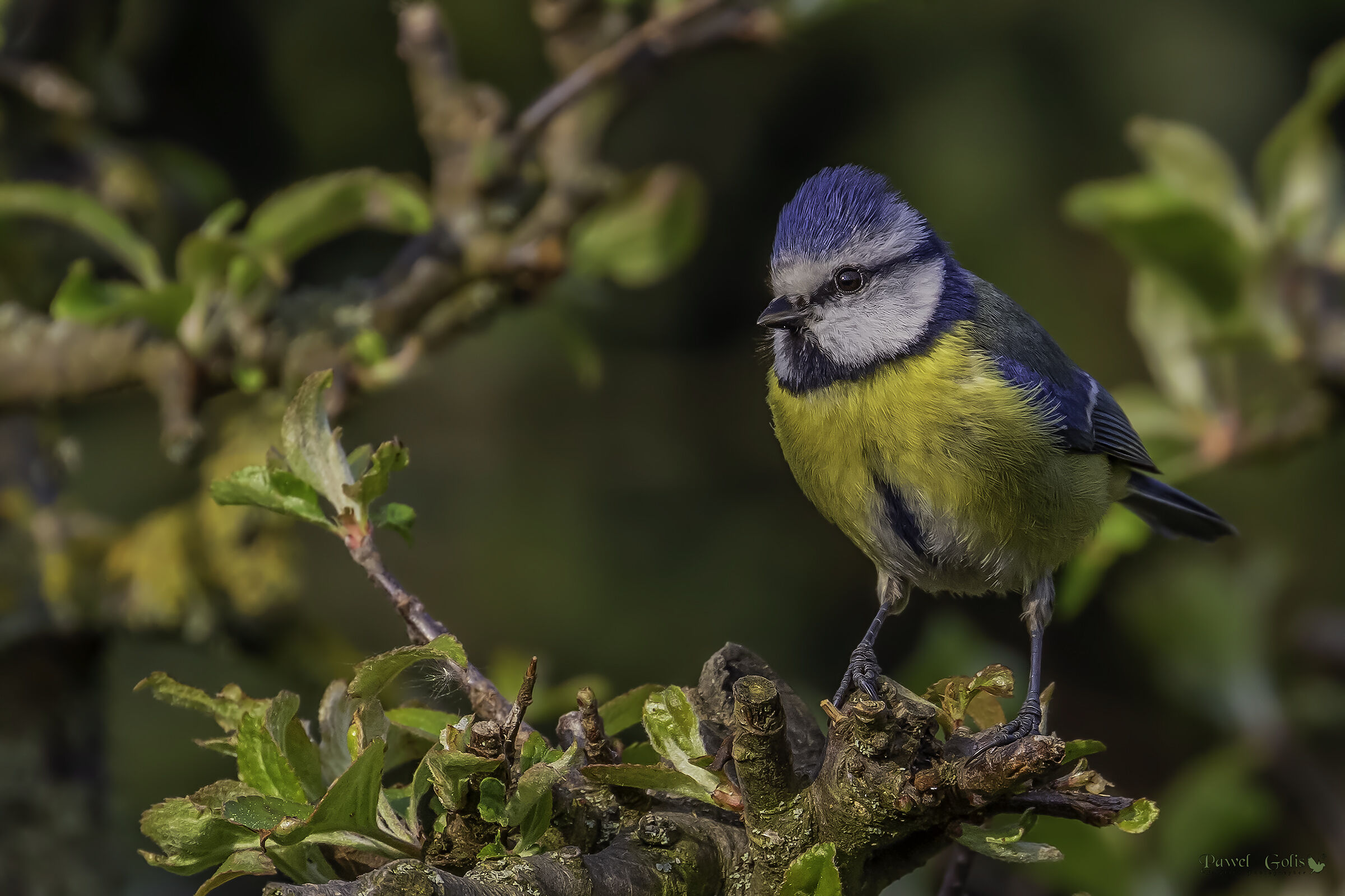 Tit blu eurasiatico (Cianistes caeruleus)