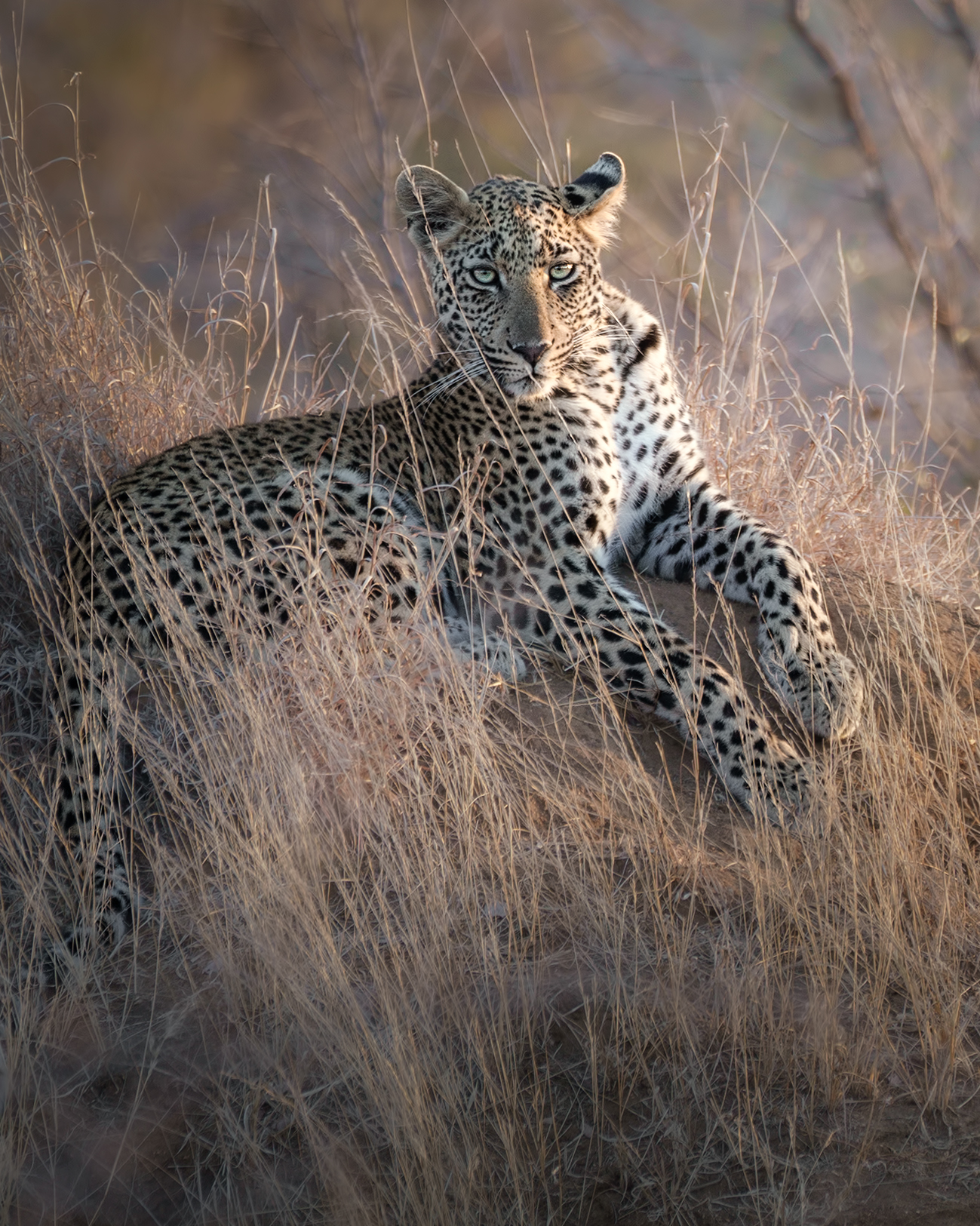 Resting under an epic sunset light