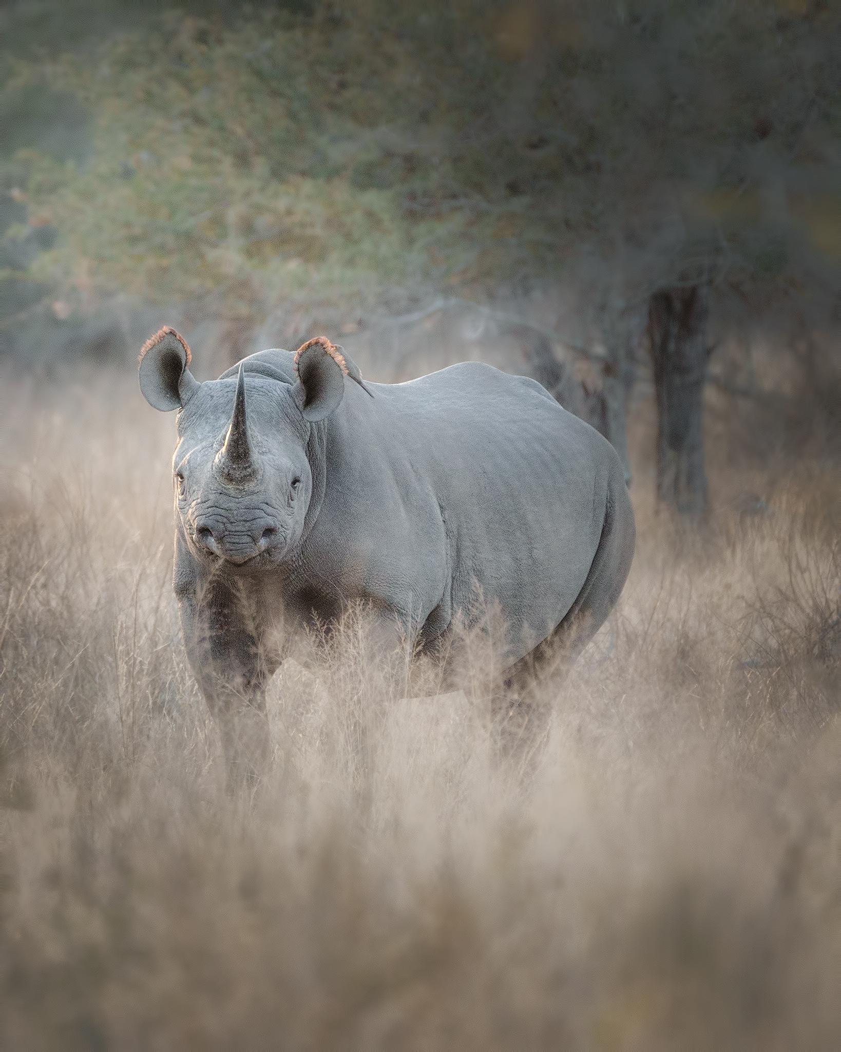 The Black Rhino