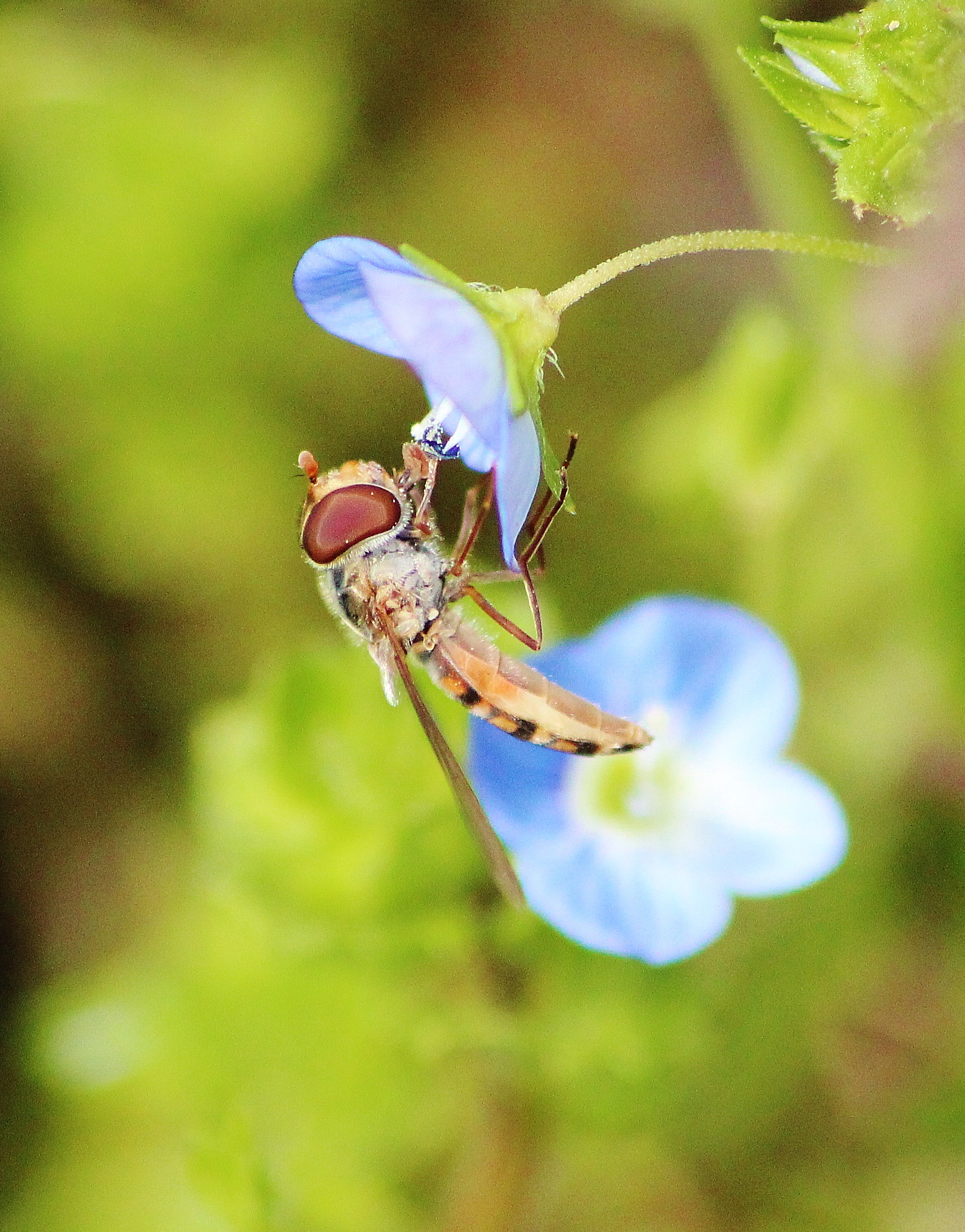 Syrphidae