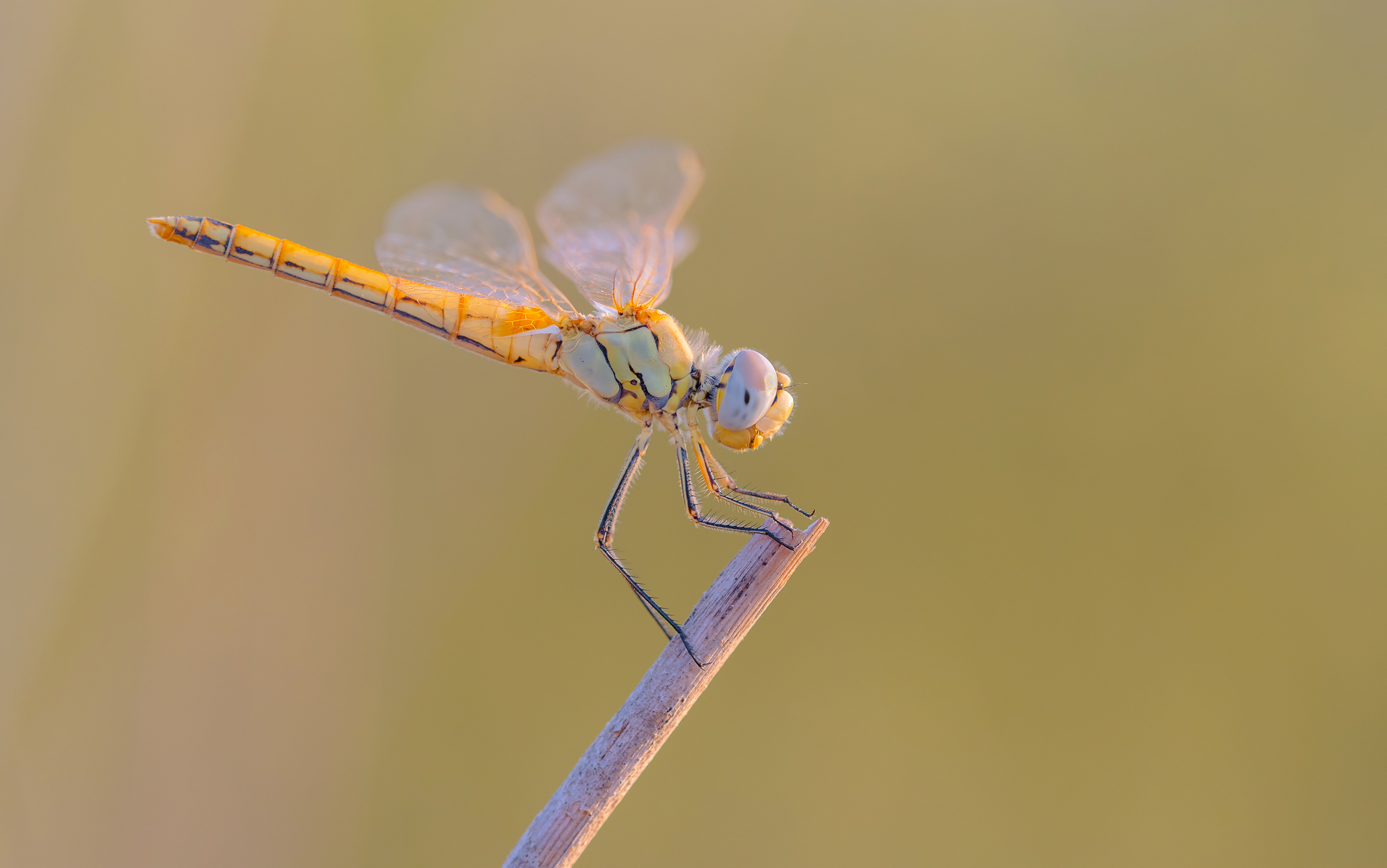 libellula