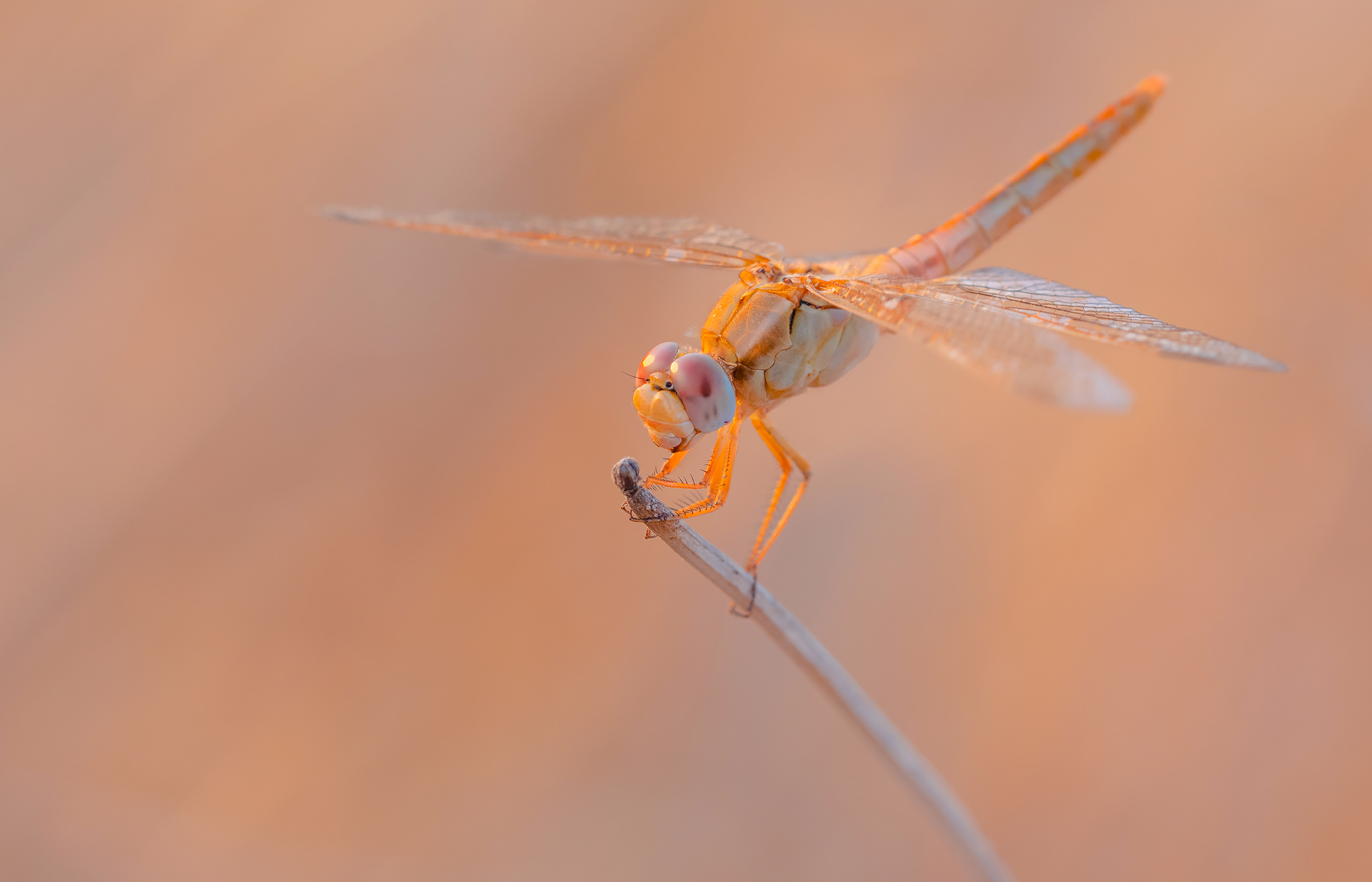libellula