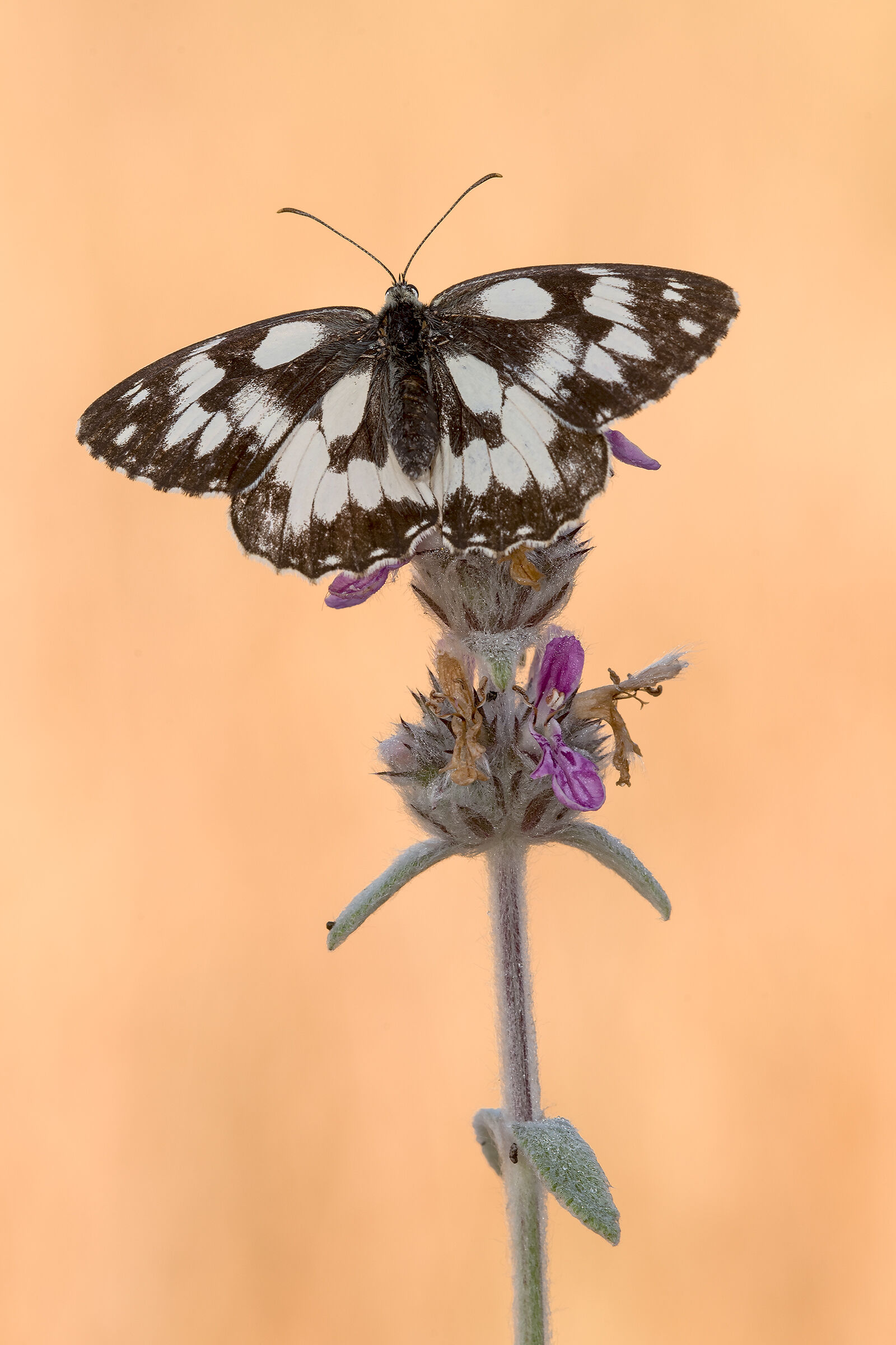 Melanargia galathea
