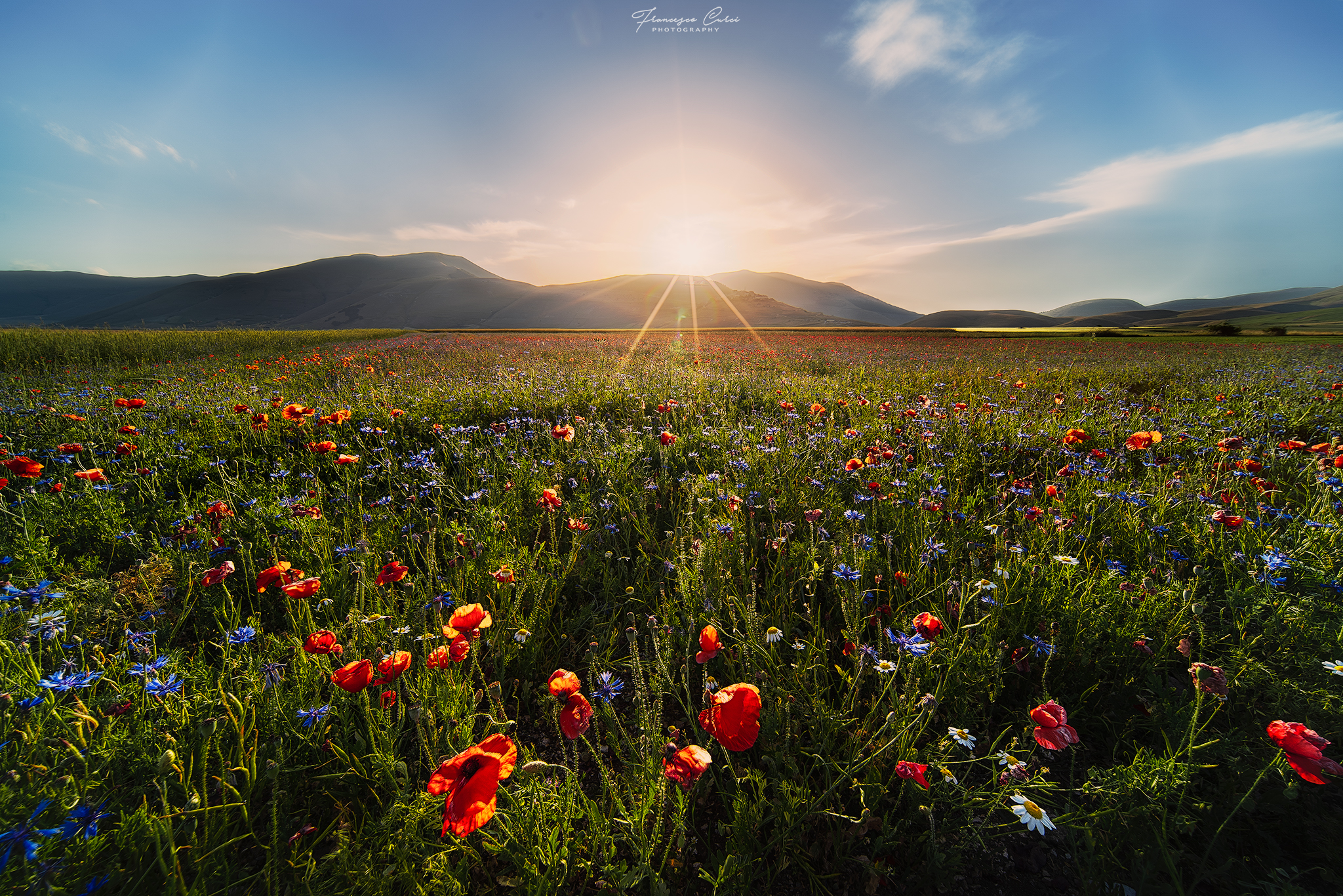 Poppies in Castelluccio