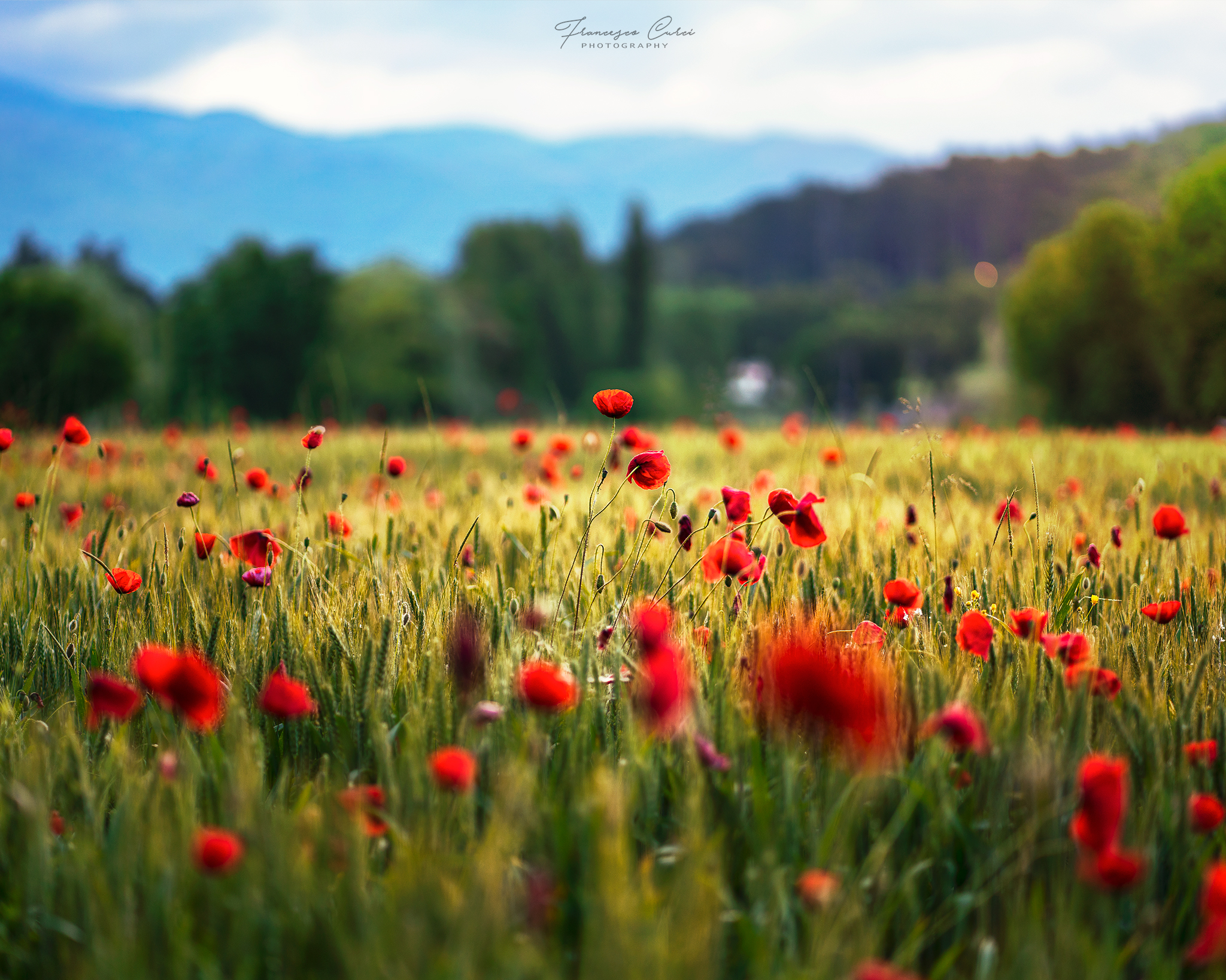 The first poppies at dawn