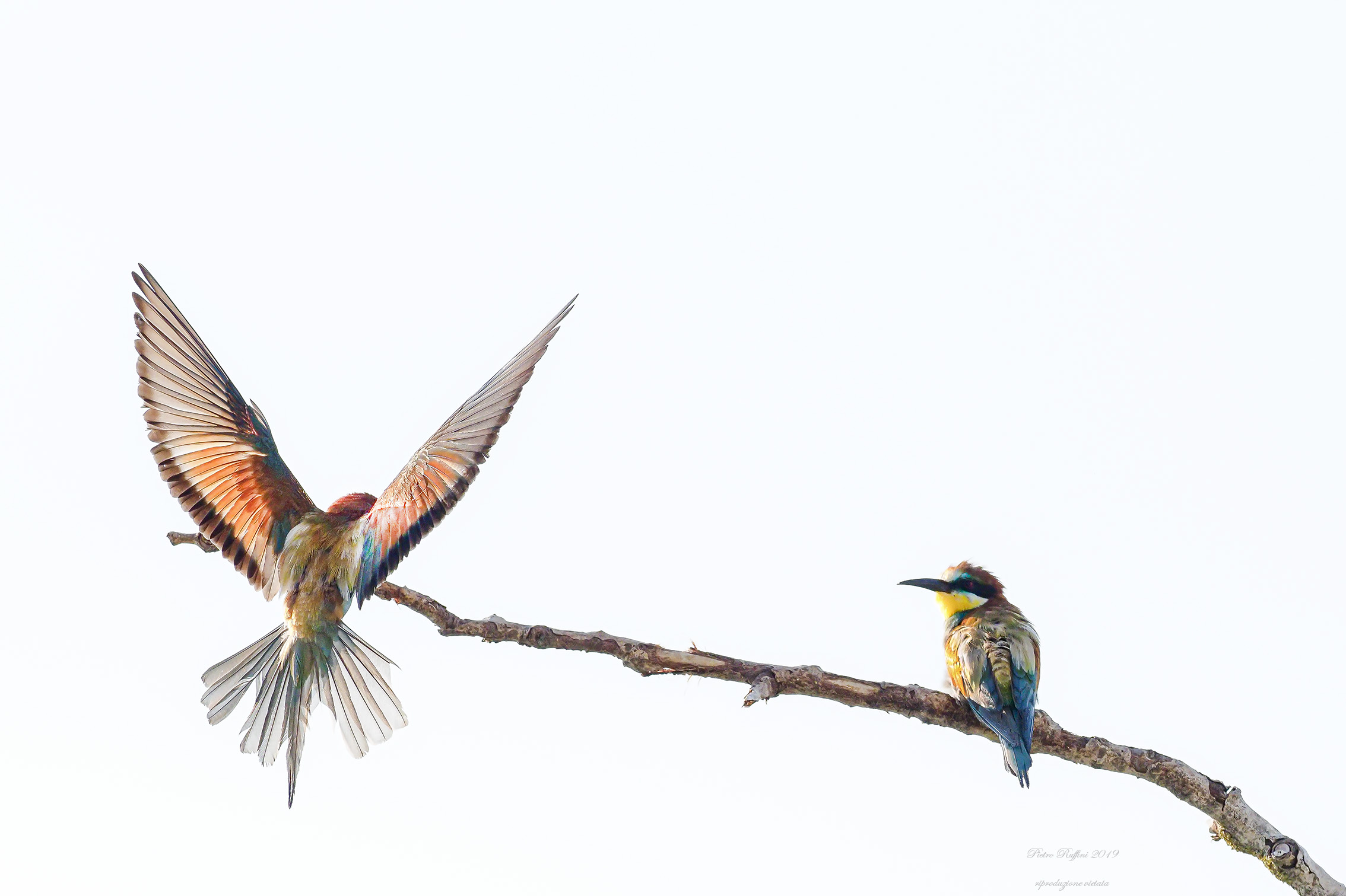 Gruccioni high key 4