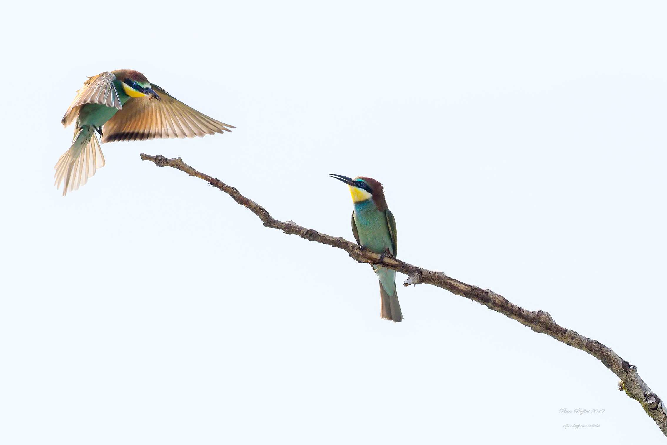 Gruccioni high key 5