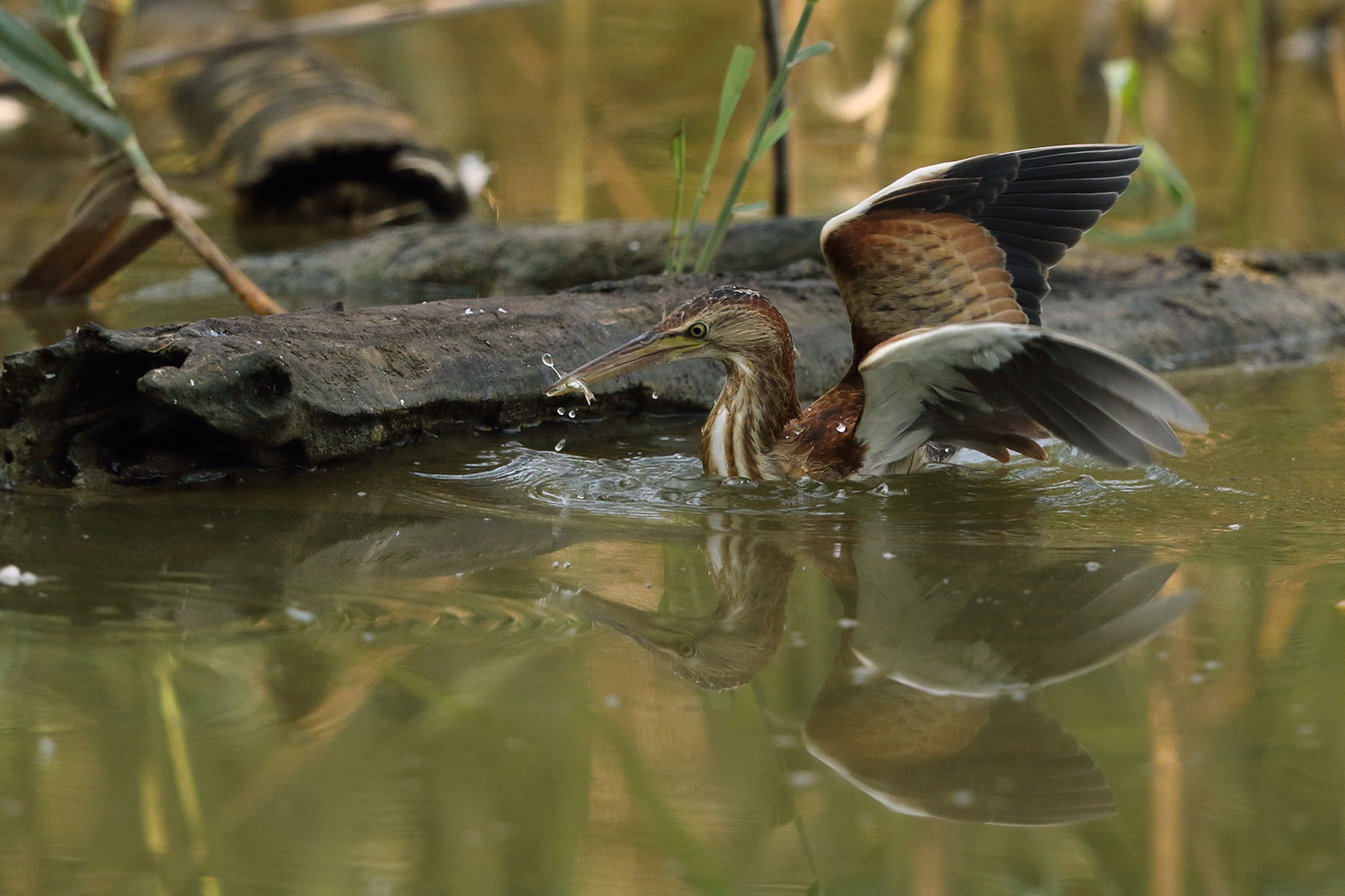 La pesca del Tarabusino
