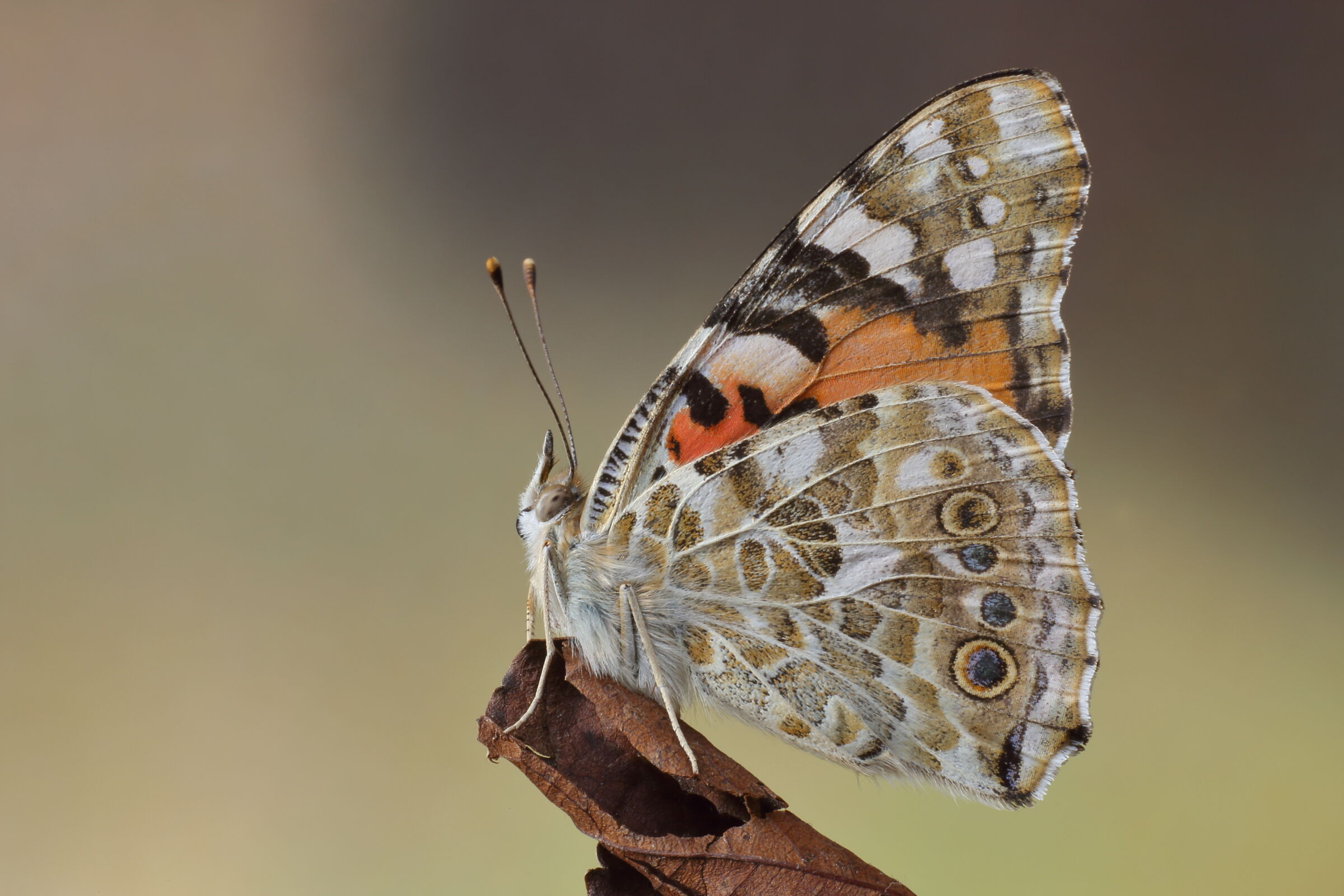 Vanessa Cardui