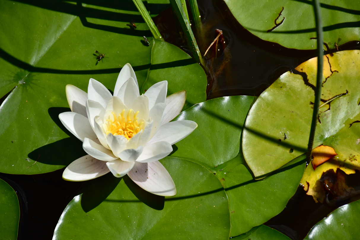 Ninfea bianca nel giardino del Barone