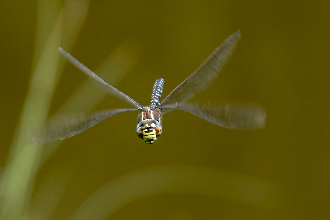 Libellula al all'attacco