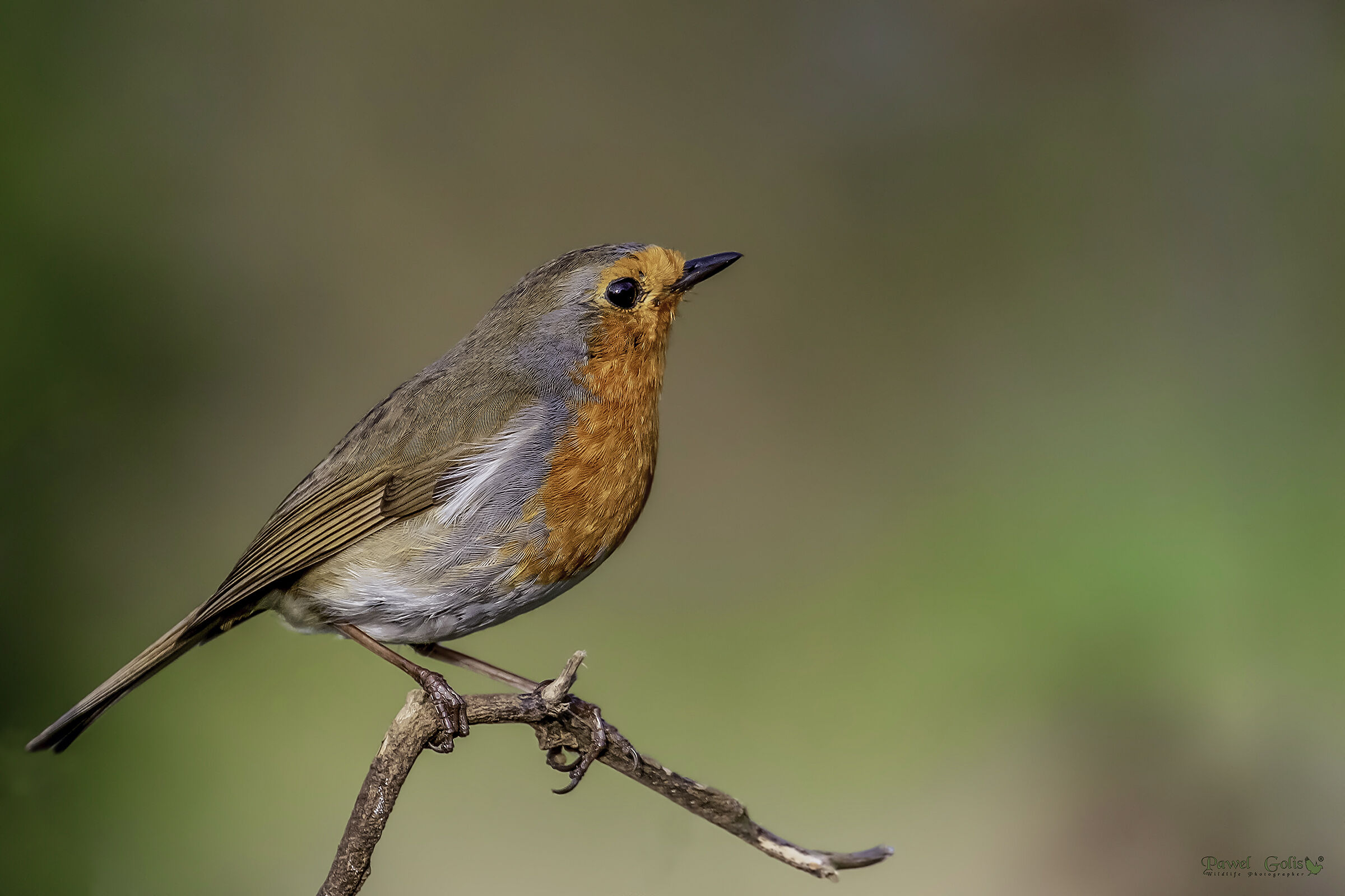 Pettirosso europeo (Erithacus rubecula)