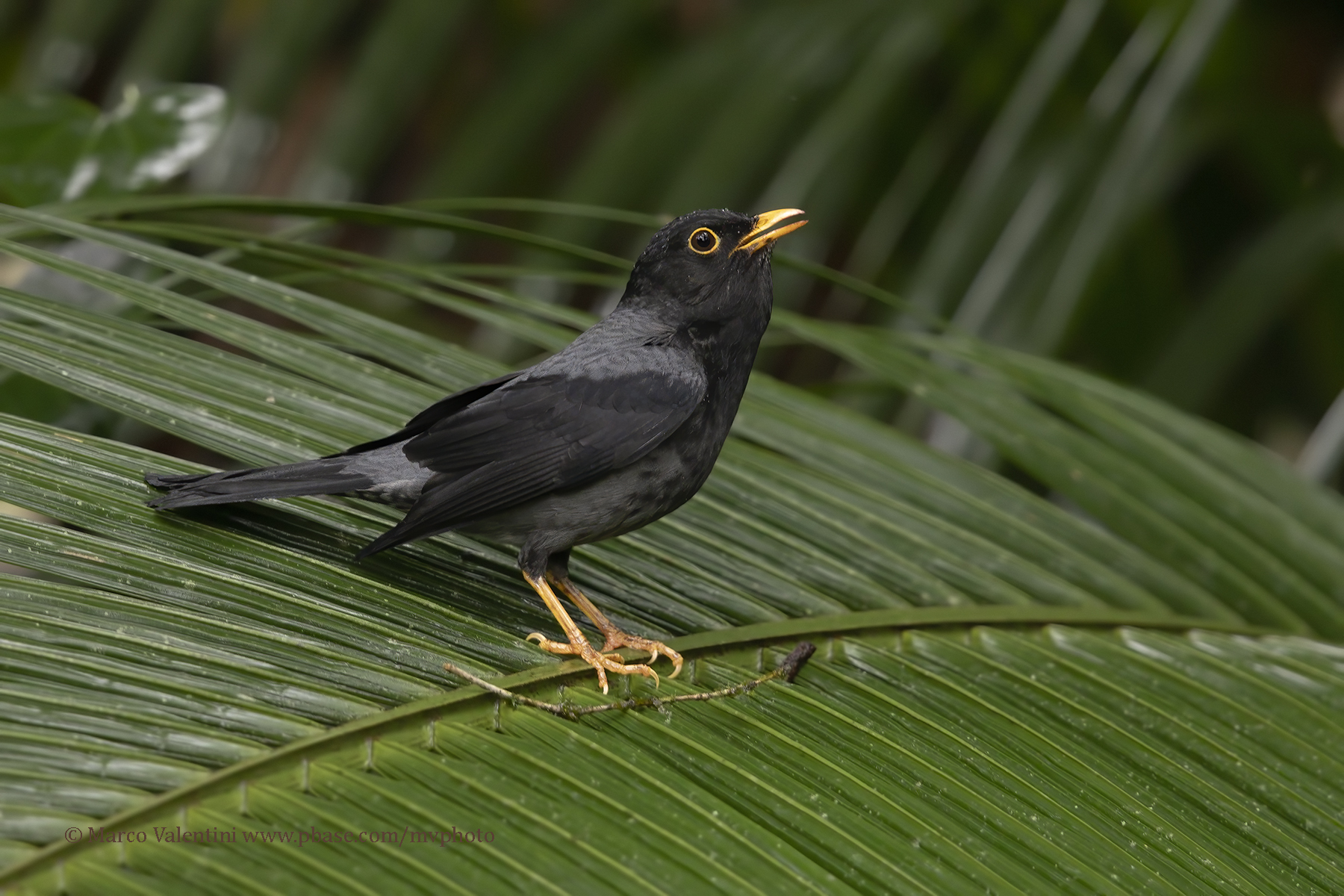 Yellow-legged thrush