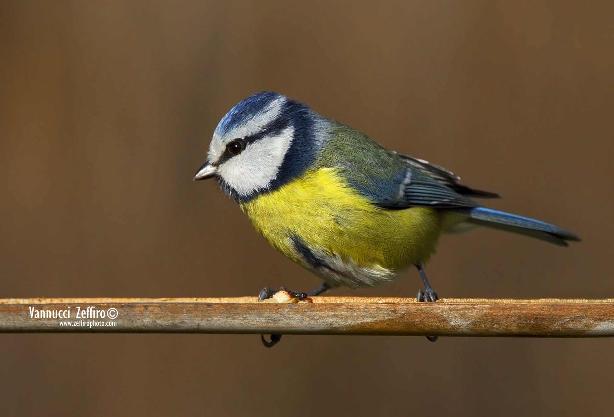 Cinciarella     zeffirophoto