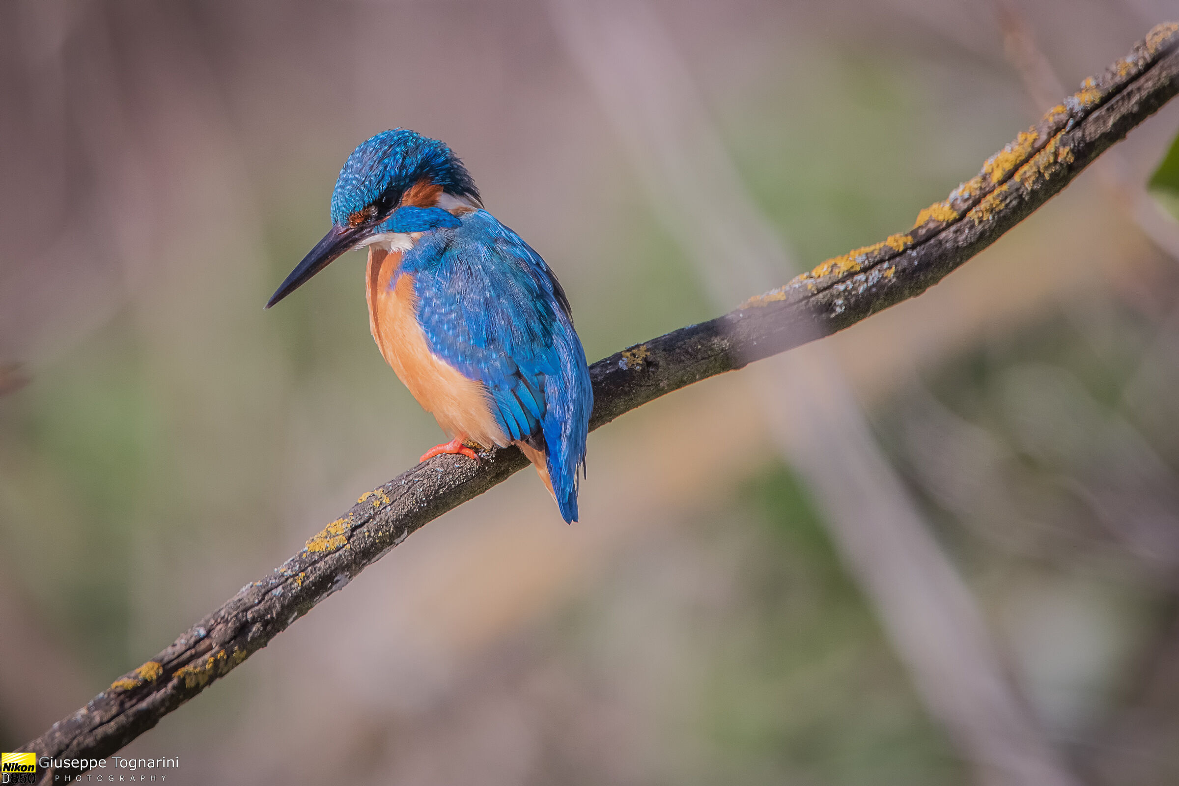 Martino on the branch