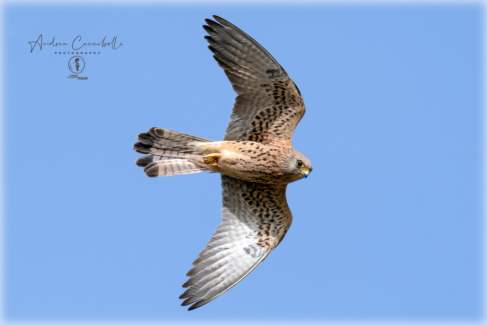 Falco naumanni grillaio