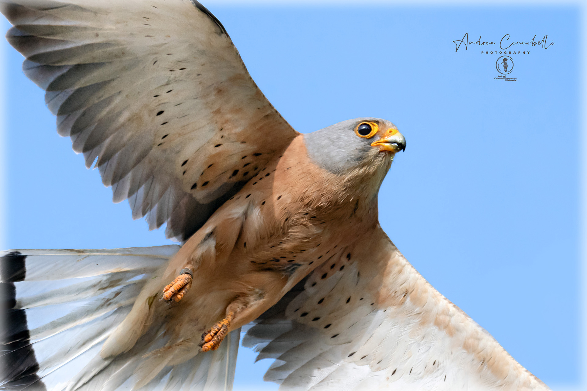 Falco naumanni cricket