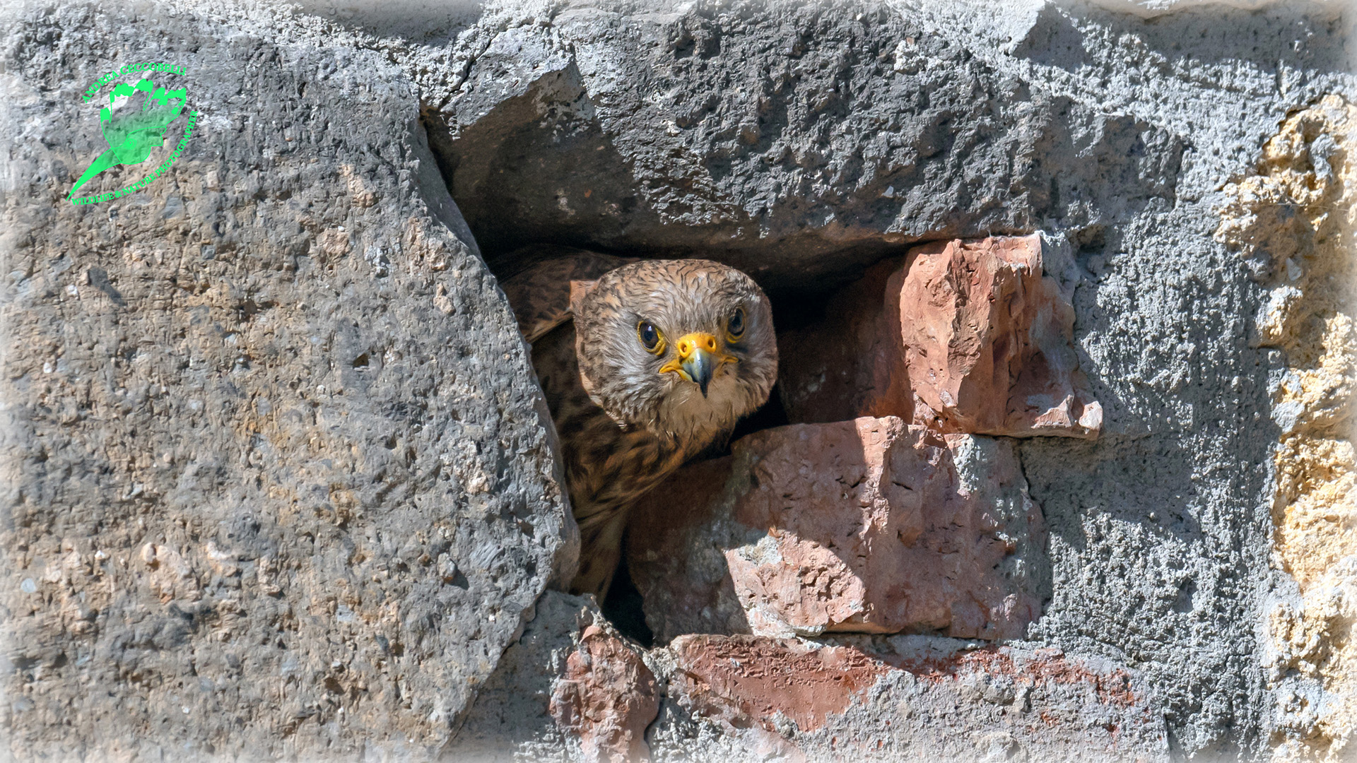 Falco cricketaio naumanni