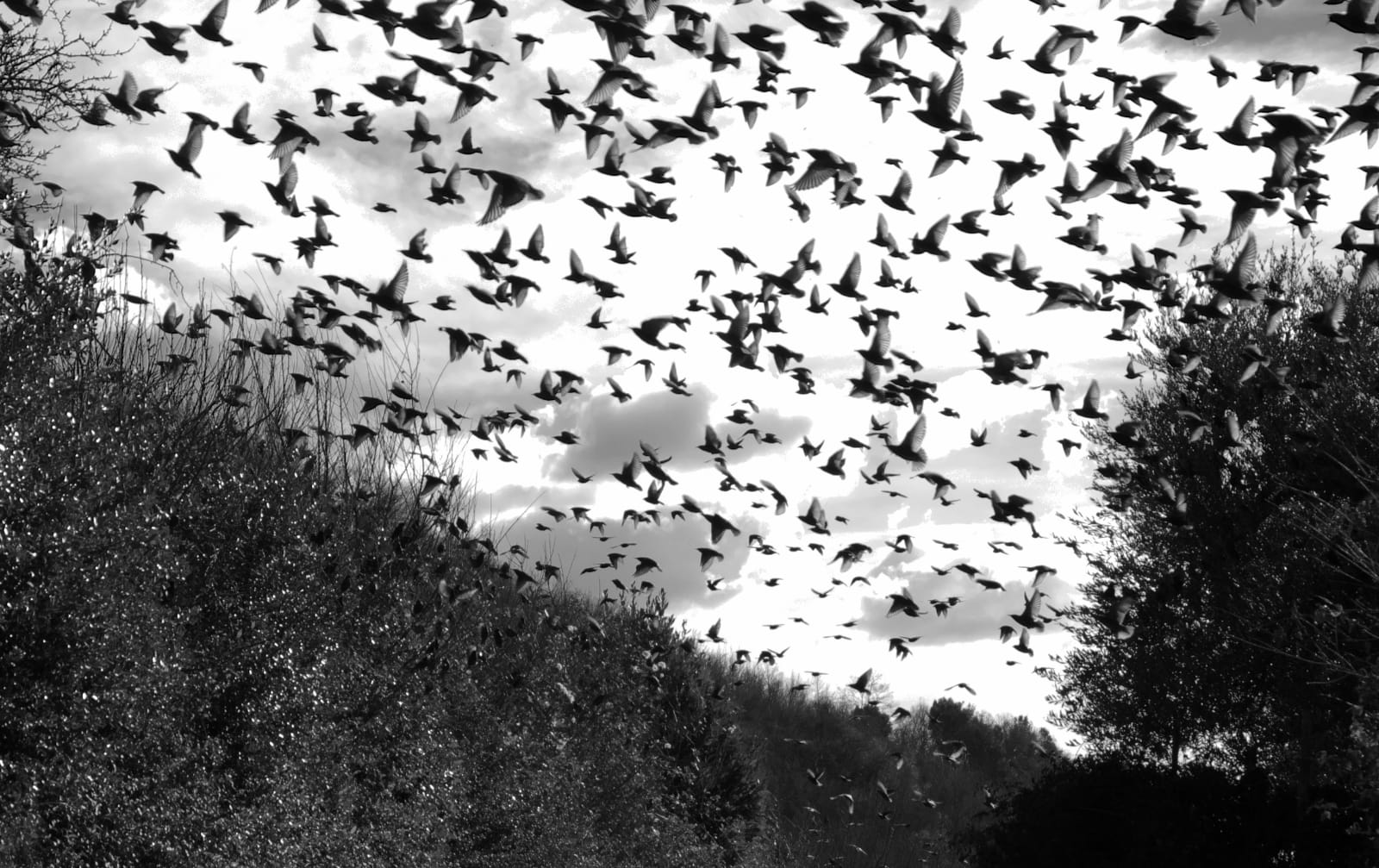 Invasion of Starlings