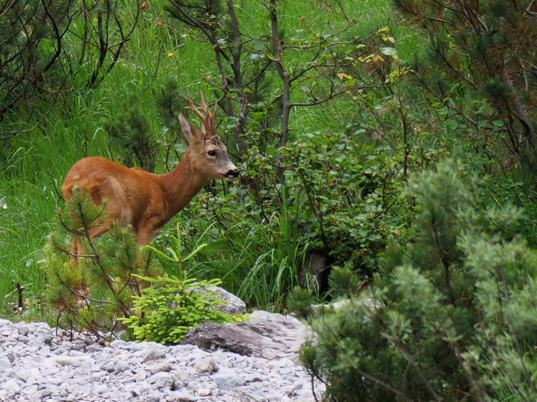 Capriolo tre punte (Capreolus capreolus)