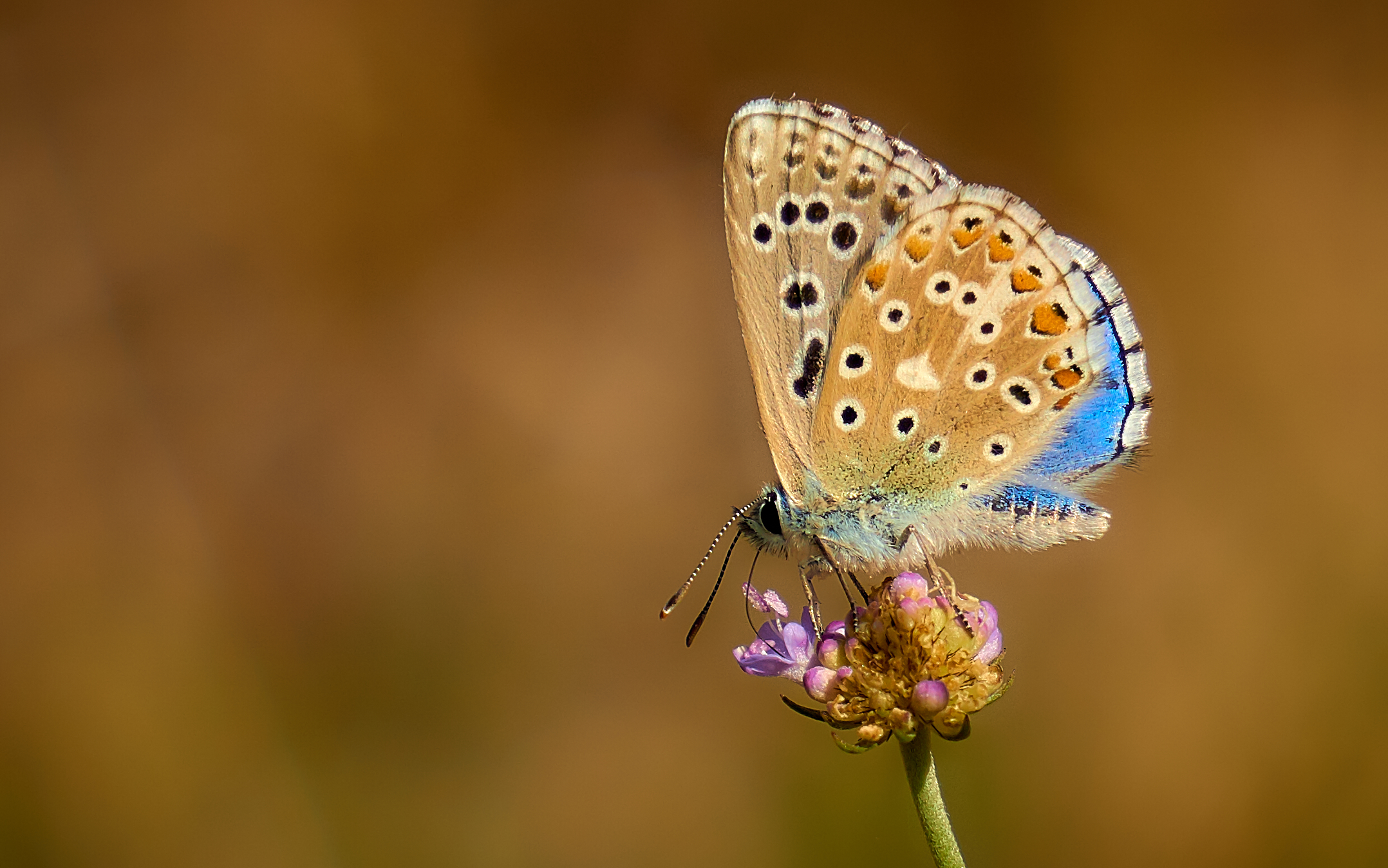 Polyommatus bellargus