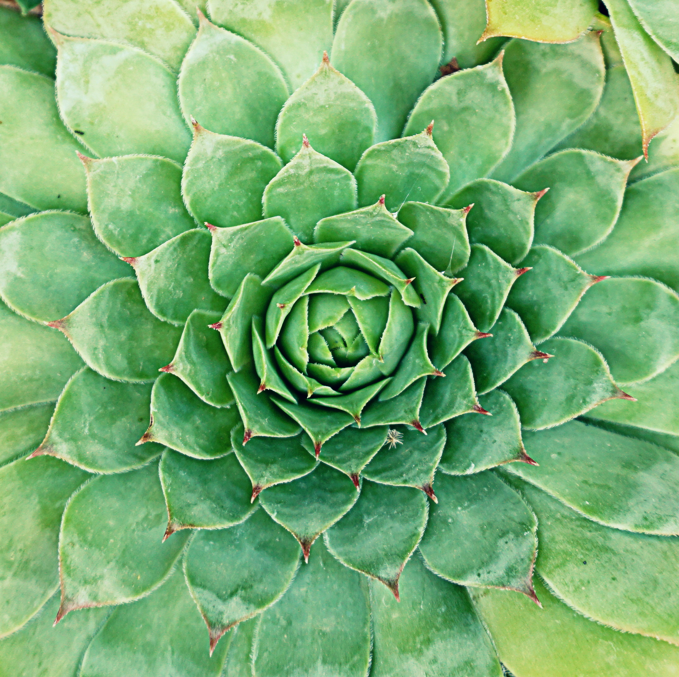 Do you know Fibonacci?