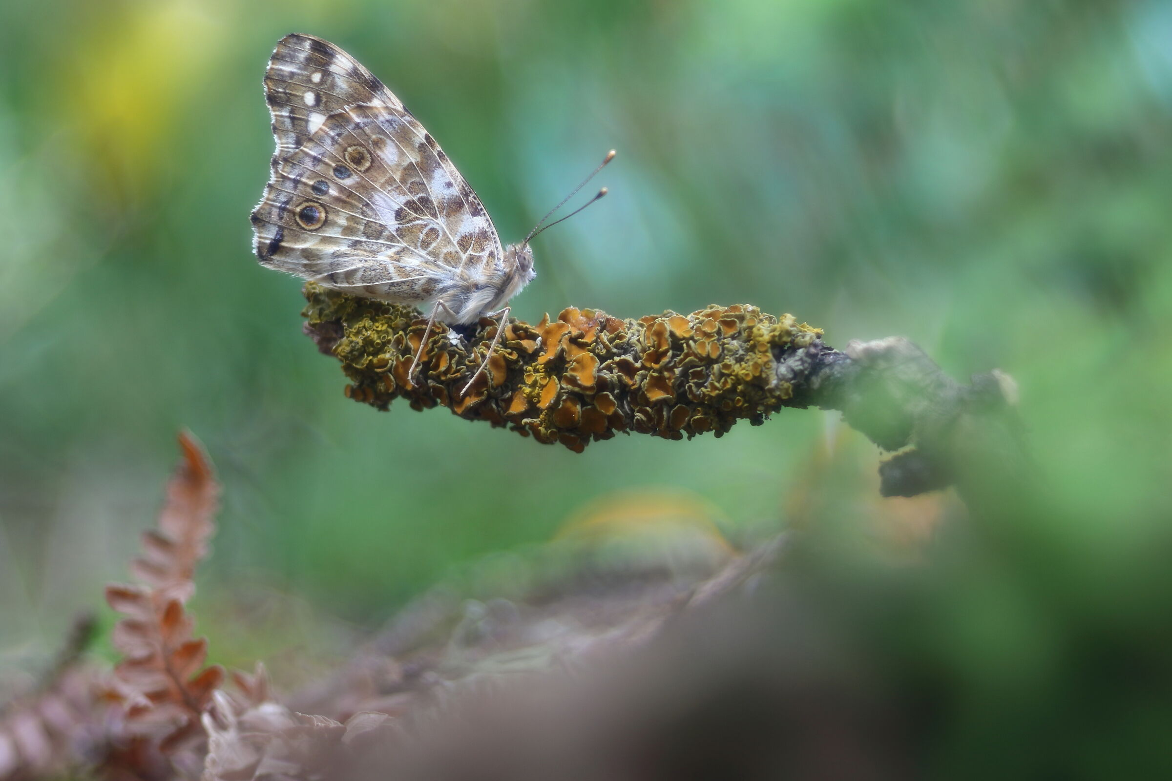 Vanessa cardui fantasy