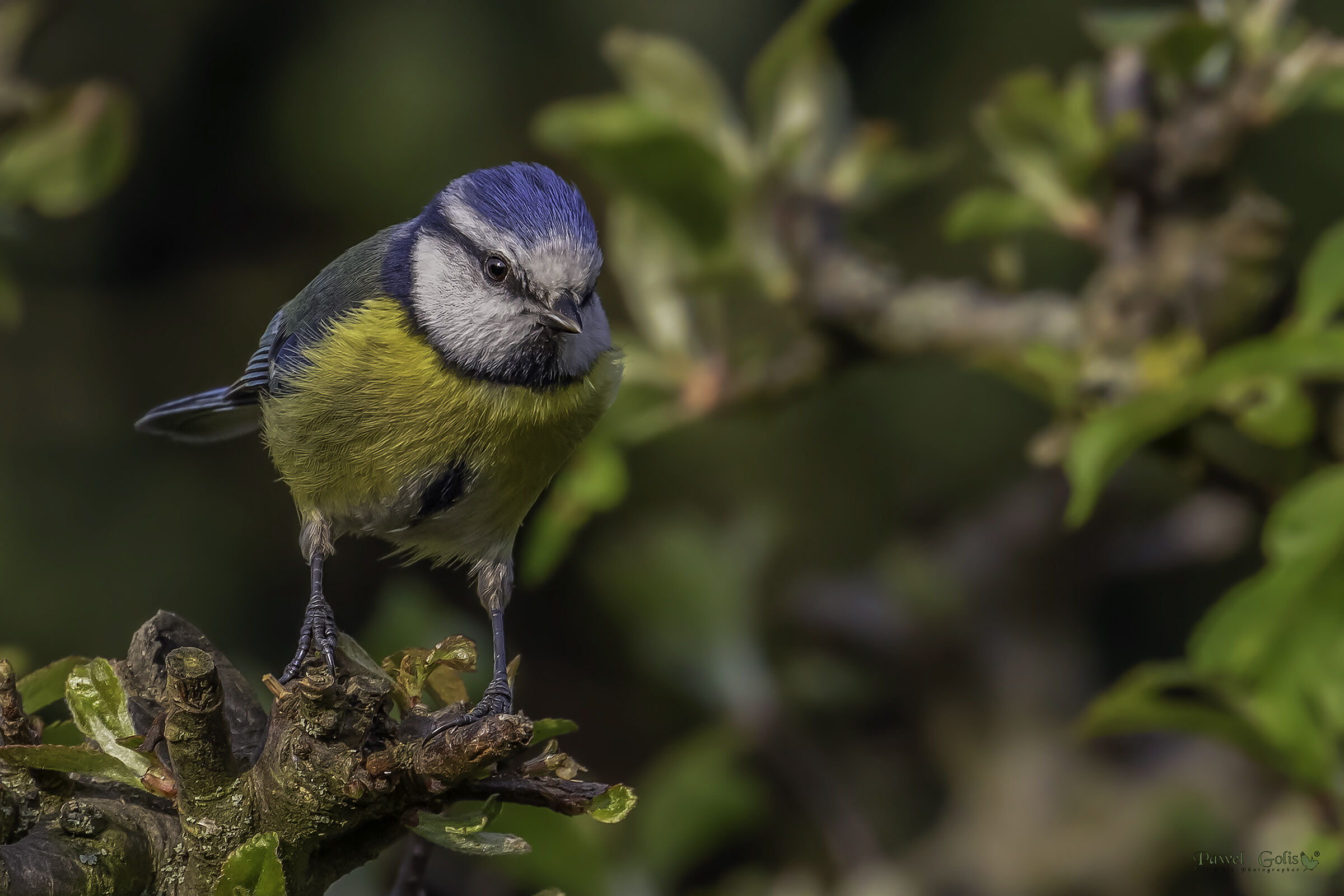 Tit blu eurasiatico (Cianistes caeruleus)