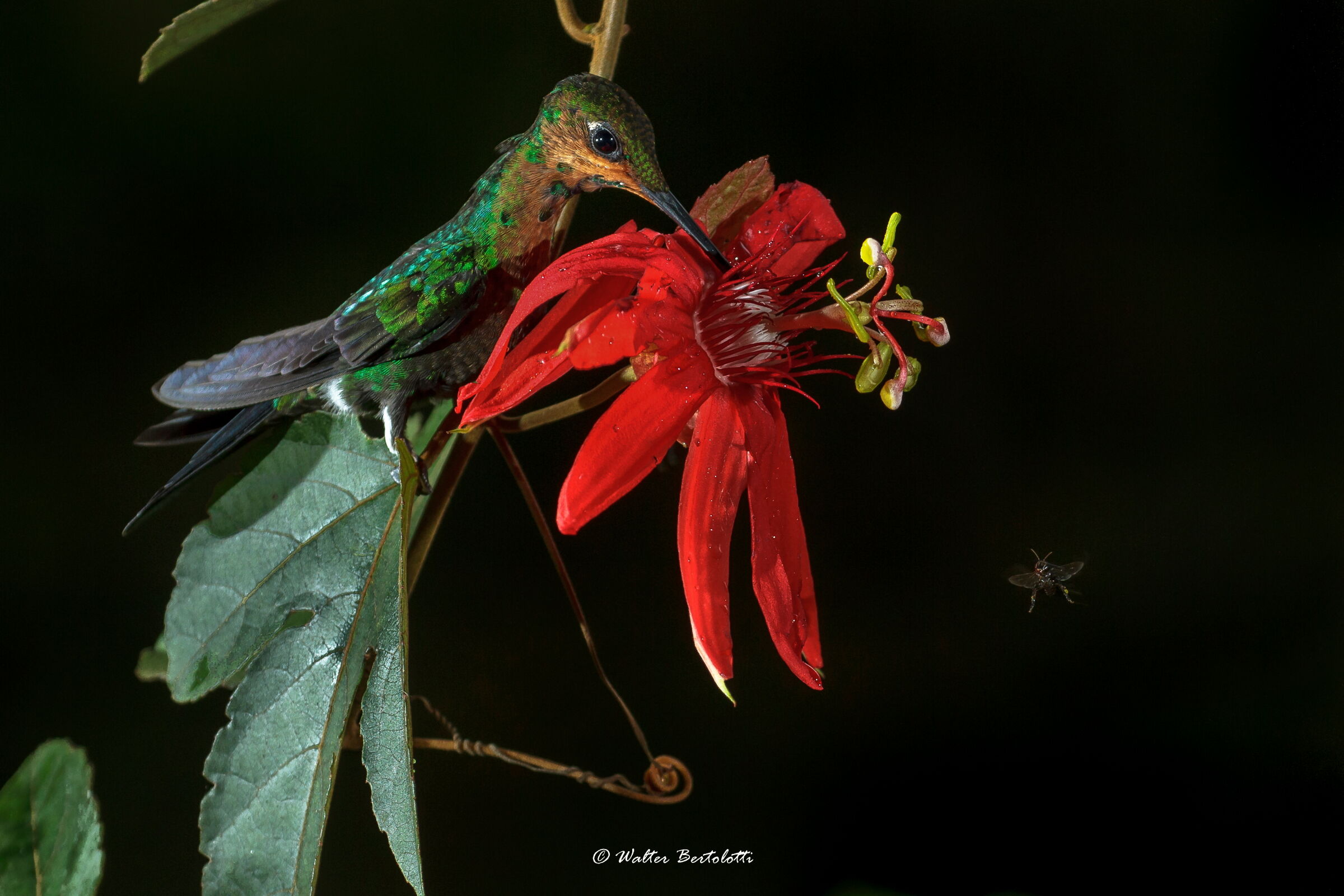 il gioiello della foresta