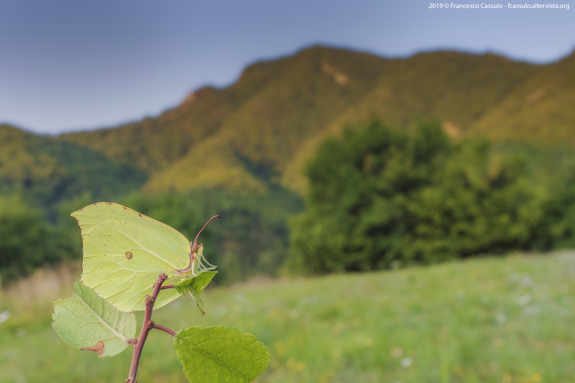 Gonepteryx rhamni (Linnaeus, 1758)