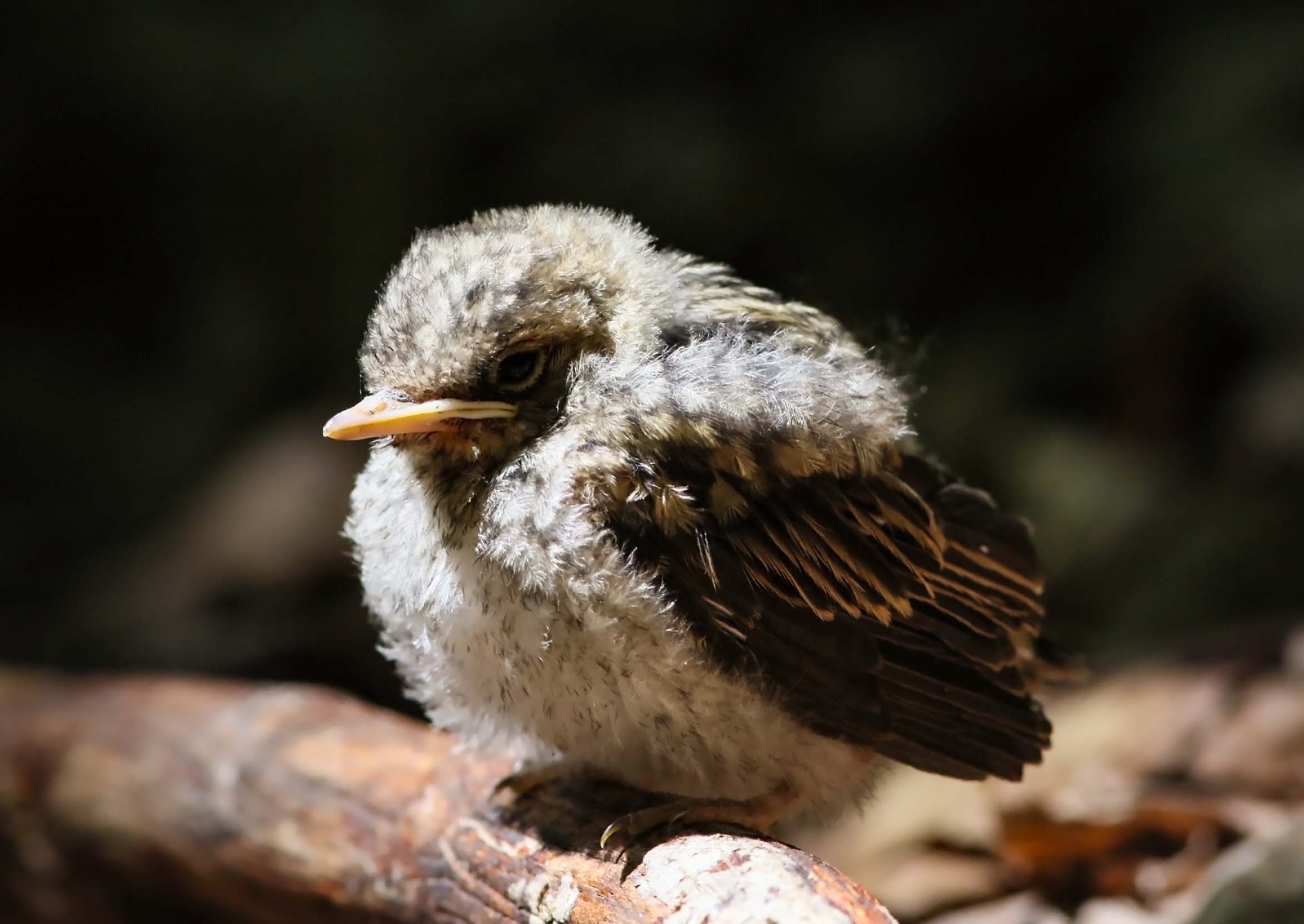 Fallen from the nest