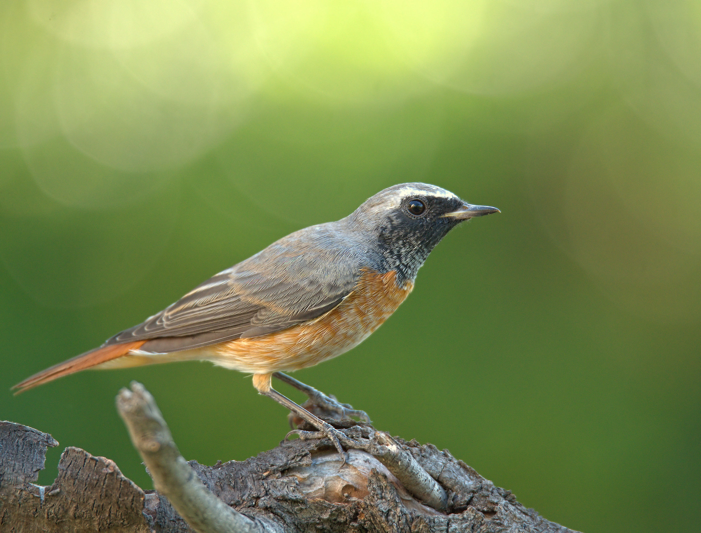 Codirosso comune maschio
