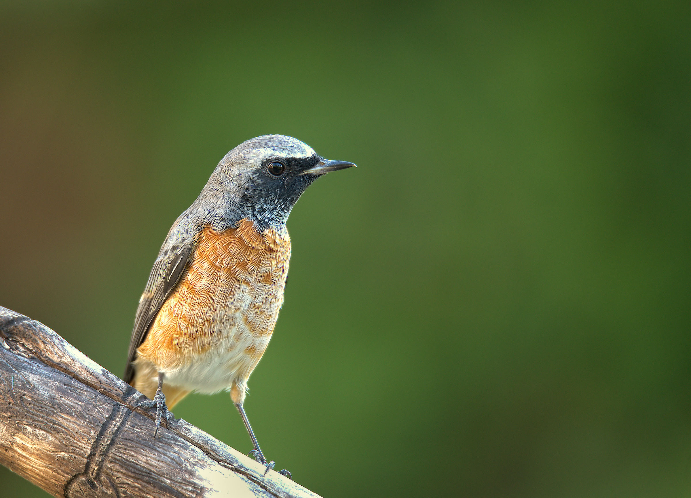 Codirosso comune maschio