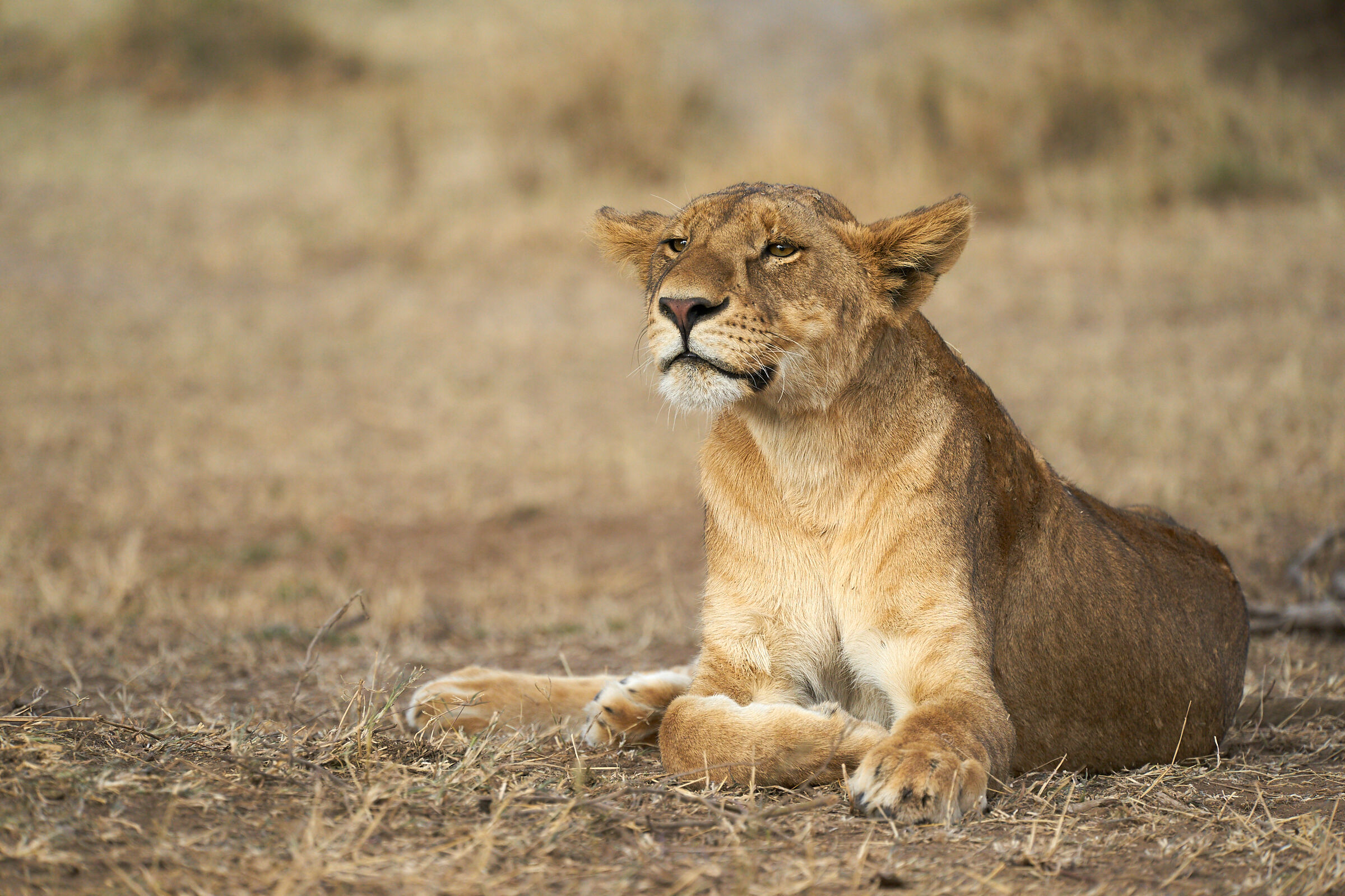 Giovane leone assonnato