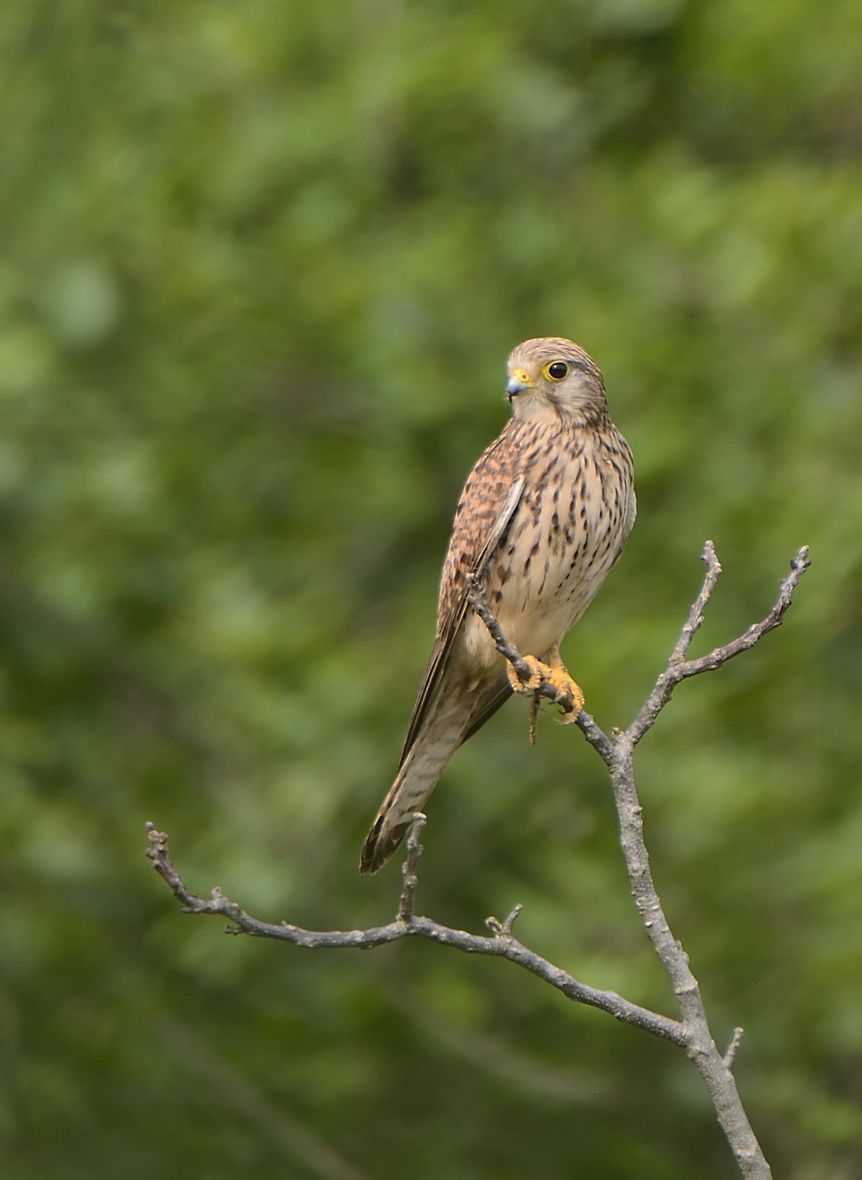 Kestrel