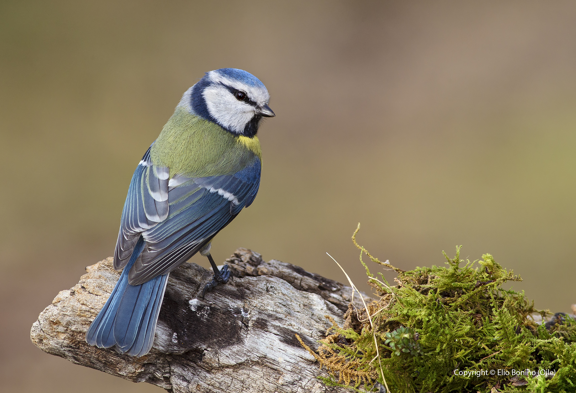 Blue Tit (Cyanistes caeruleus)