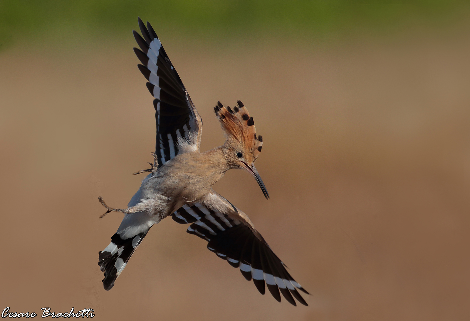 Hoopoe