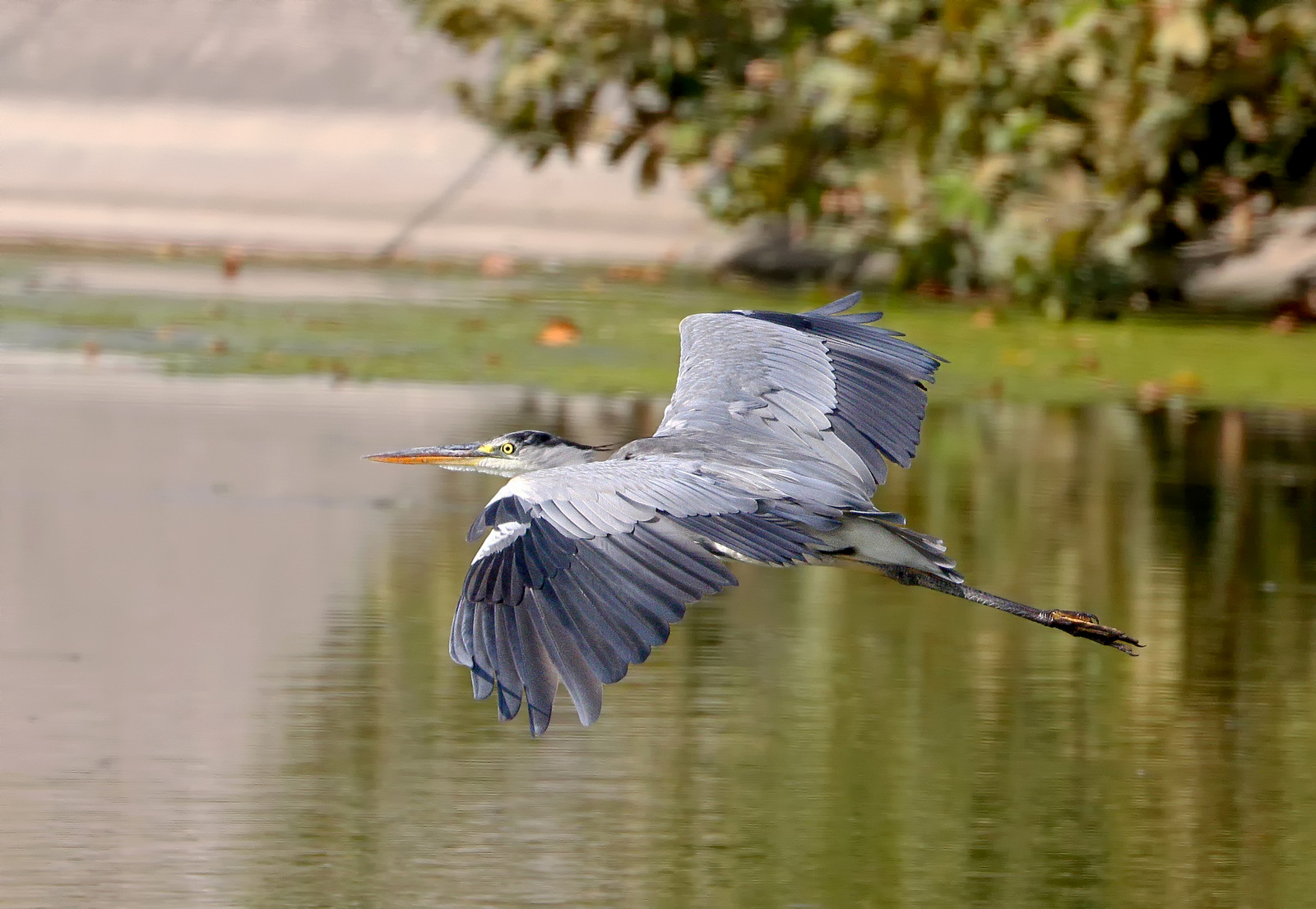 Ash heron
