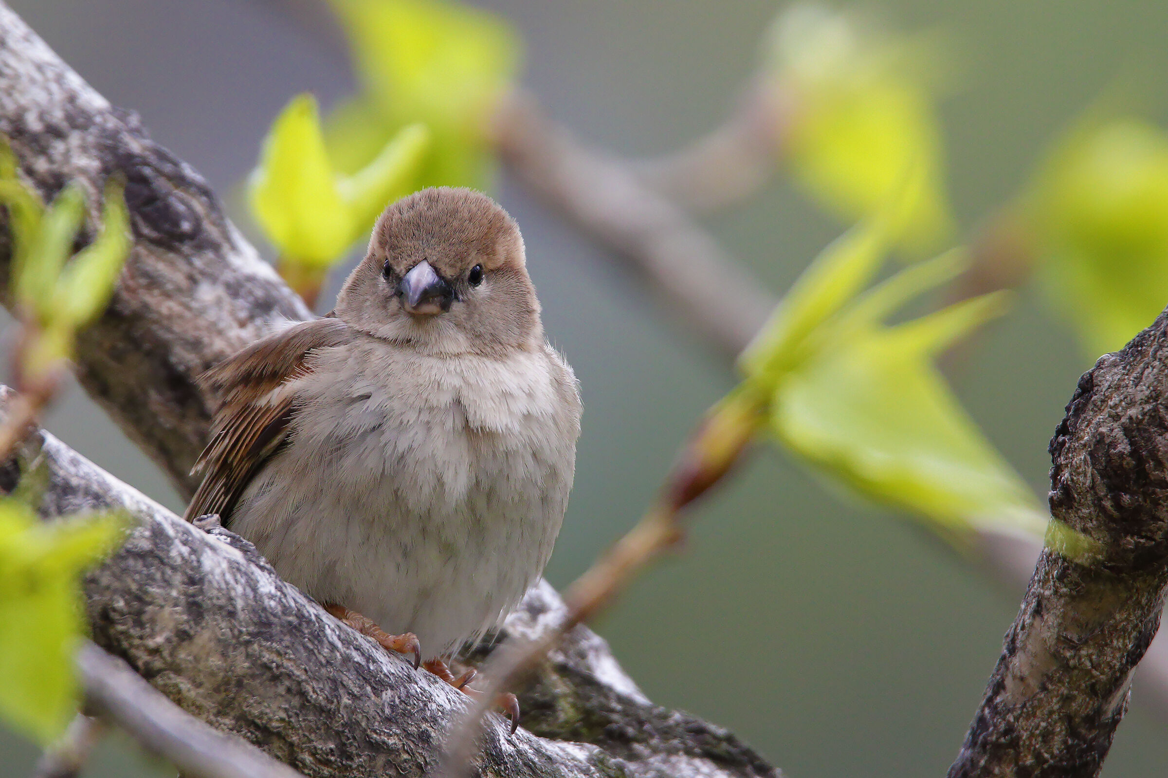 a simple sparrow