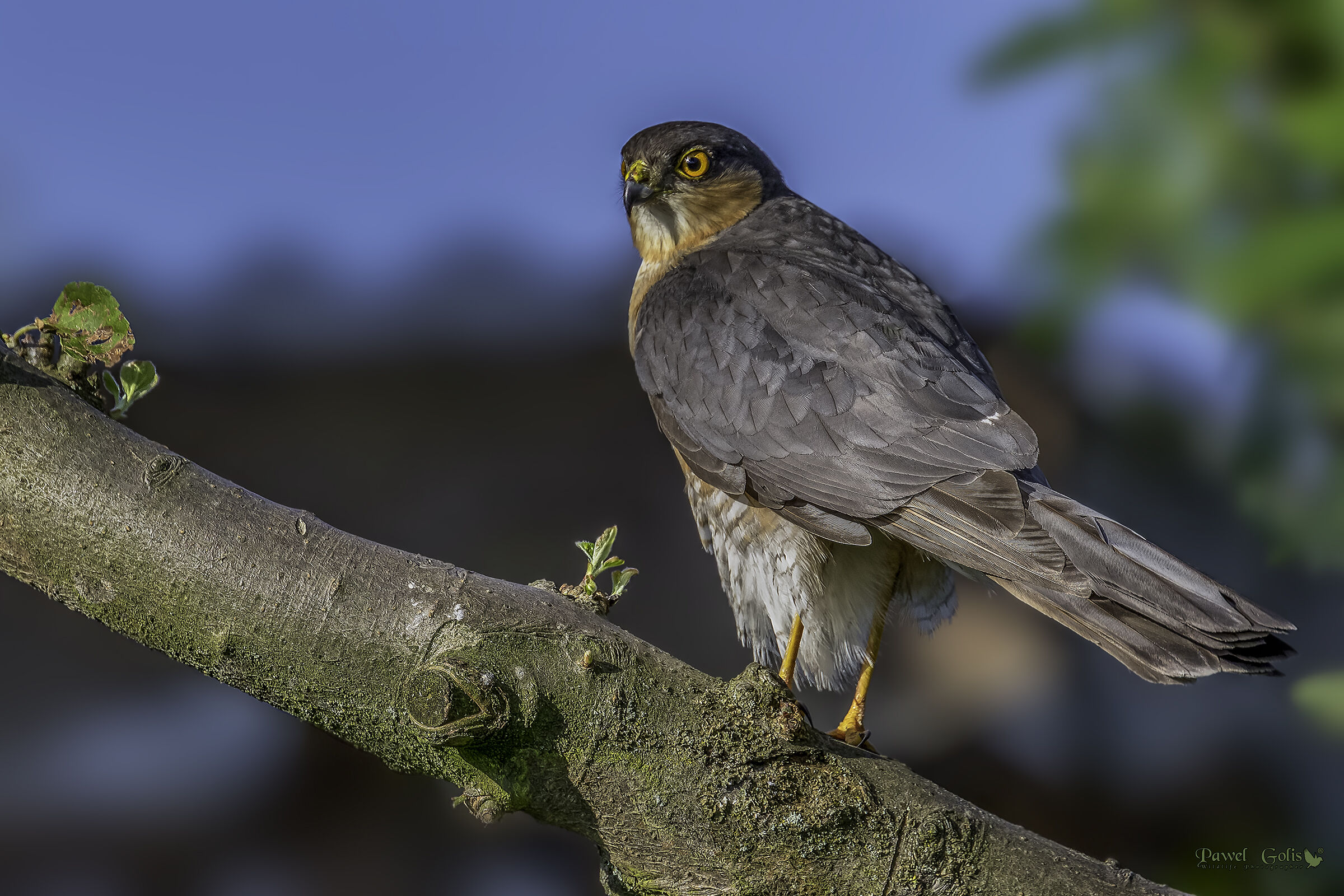 Sparviero eurasiatico (Accipiter nisus) v2