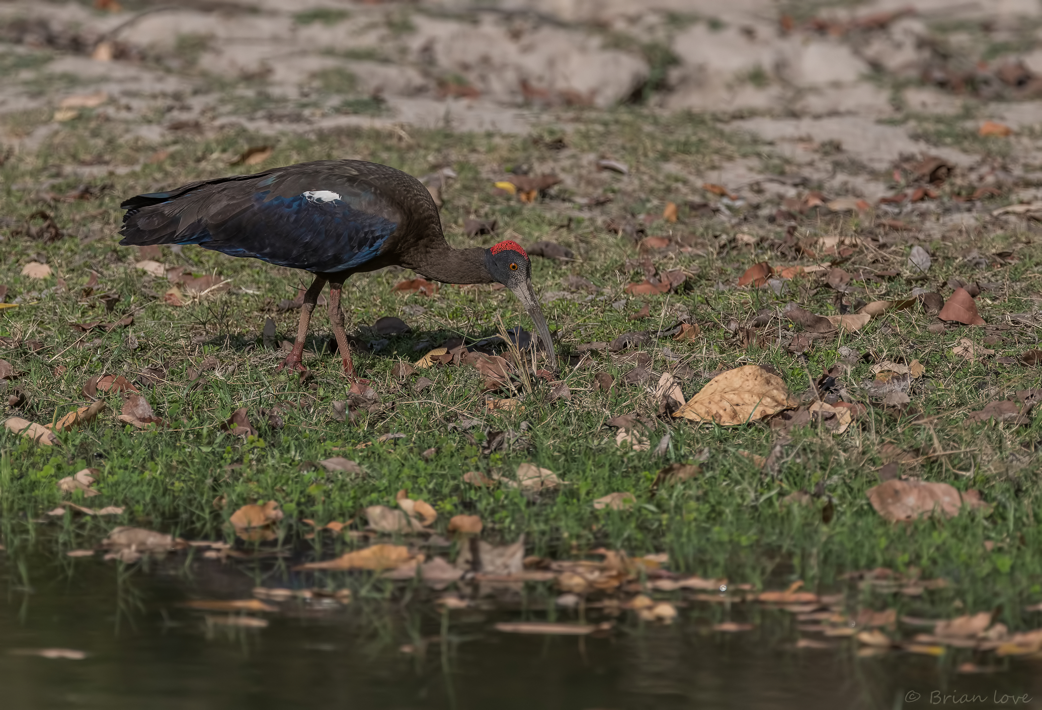 Red-naped ibis (Pseudibis papillosa)