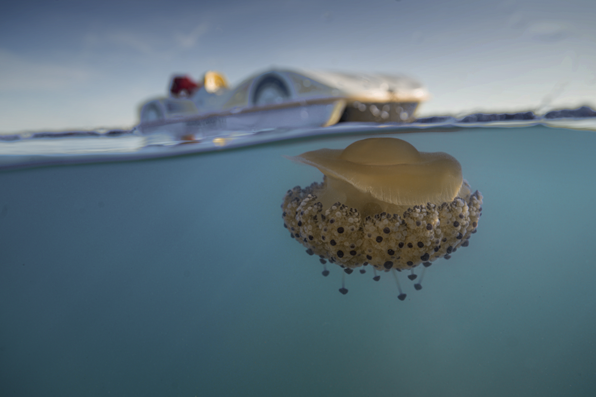 Jellyfish Cotylorhiza Tuberculate Cesenatico