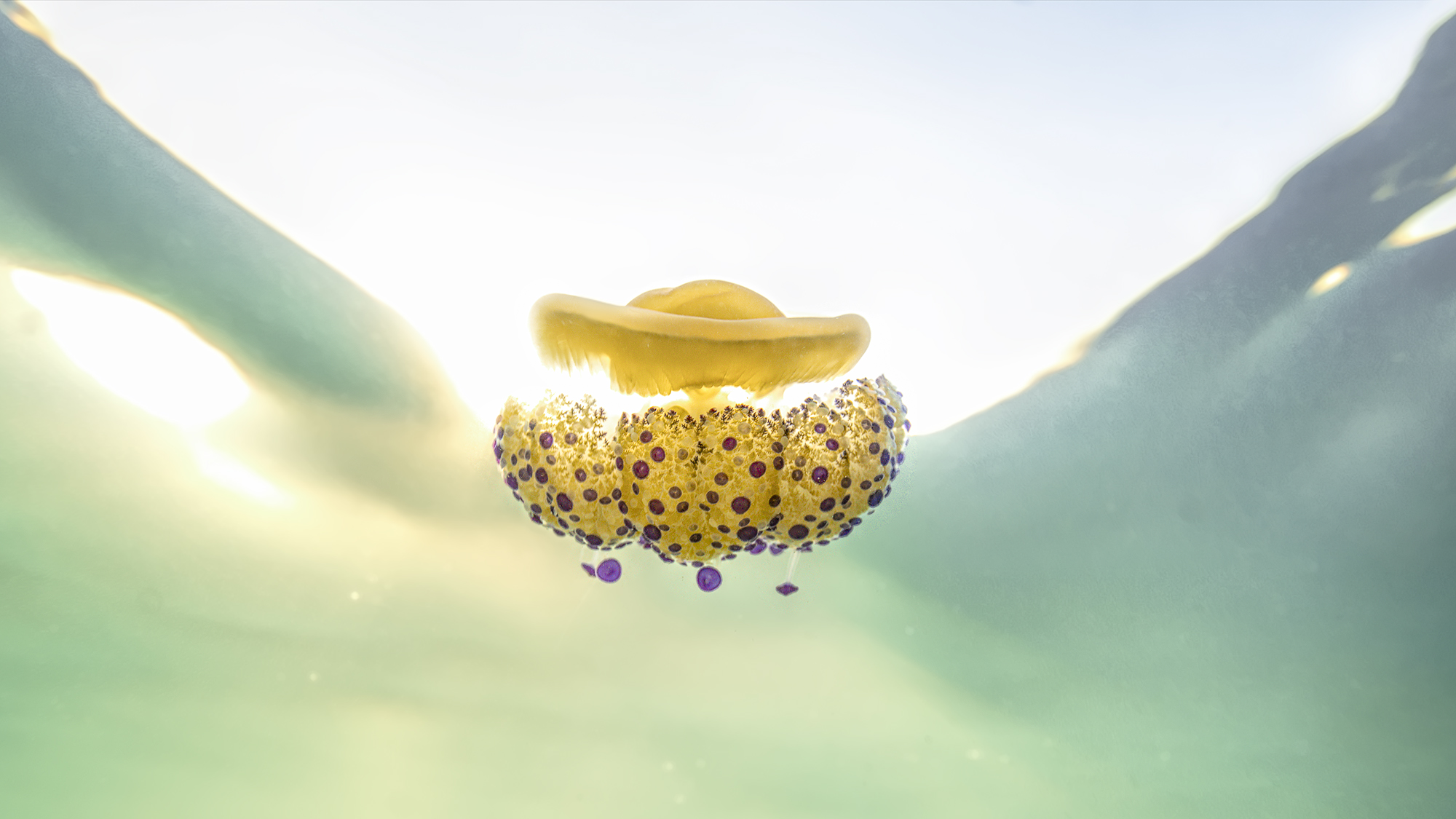 Jellyfish Cotylorhiza Tuberculate Cesenatico