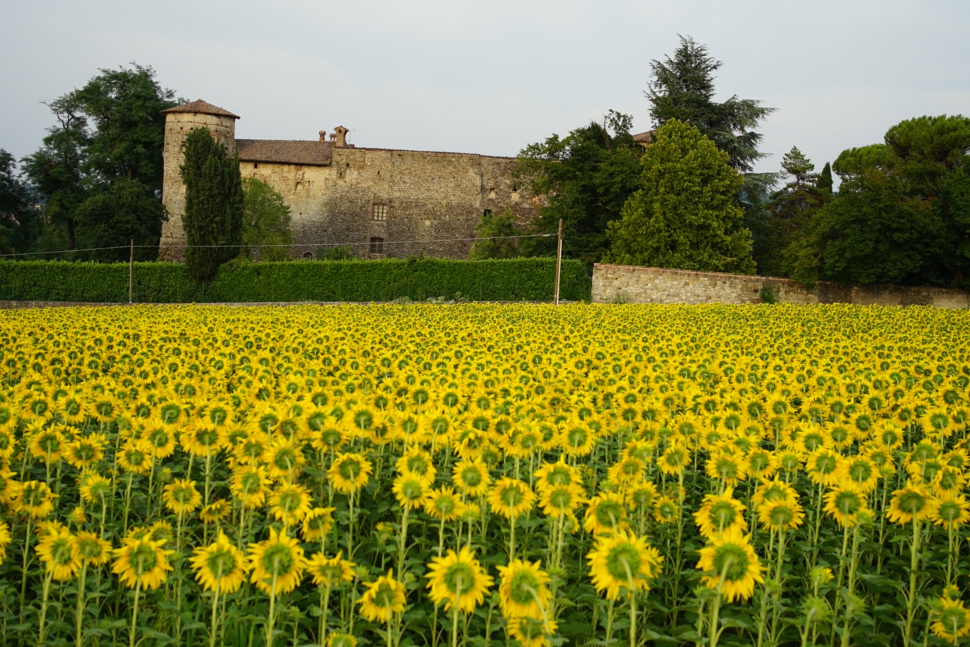 I Girasoli