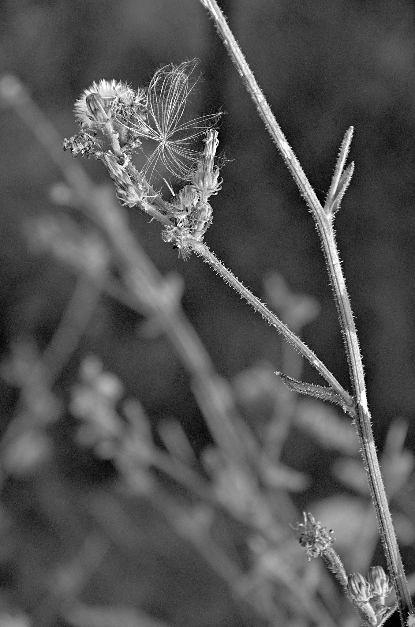 The dance of lightness