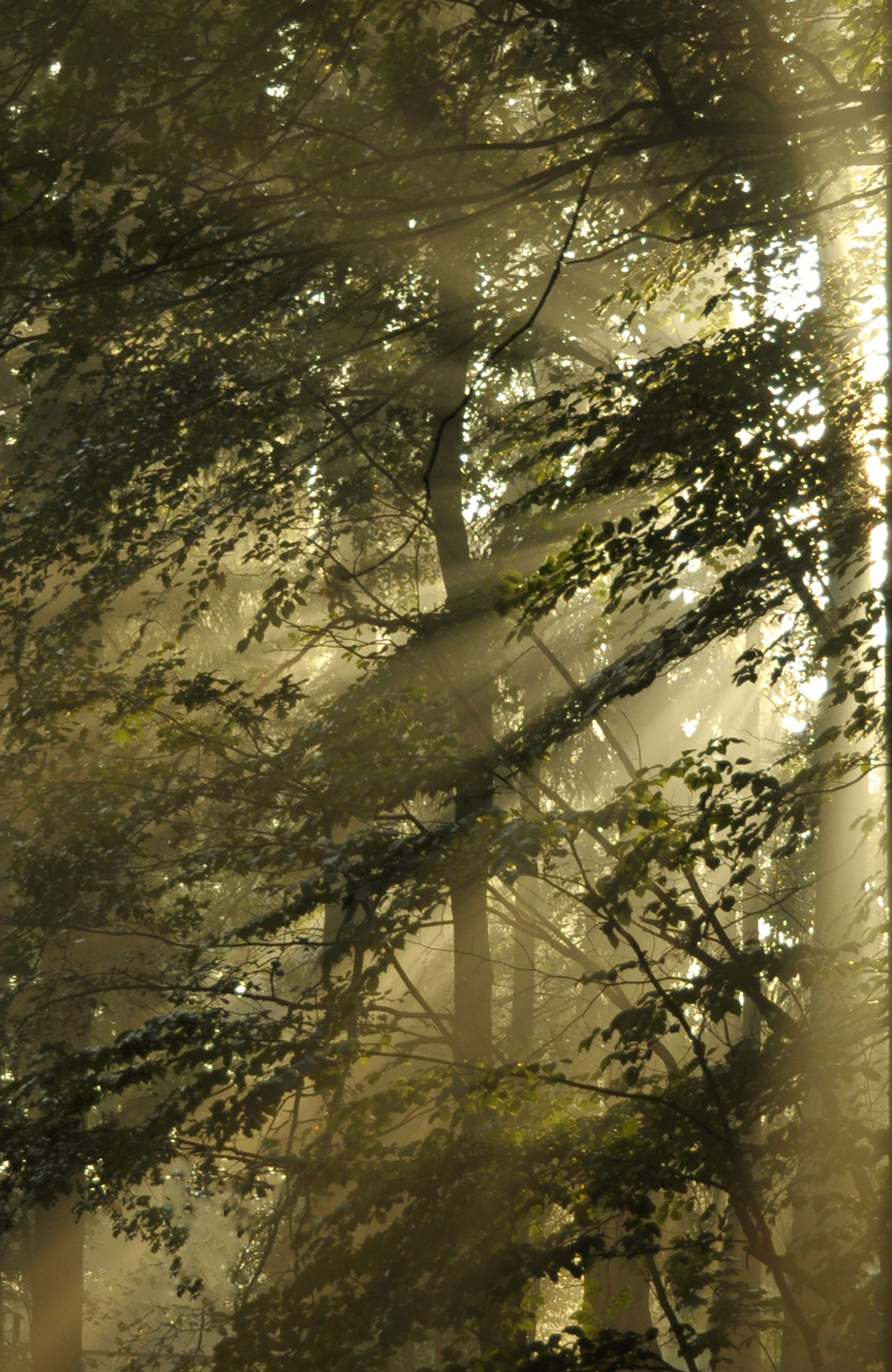 prima luce del giorno