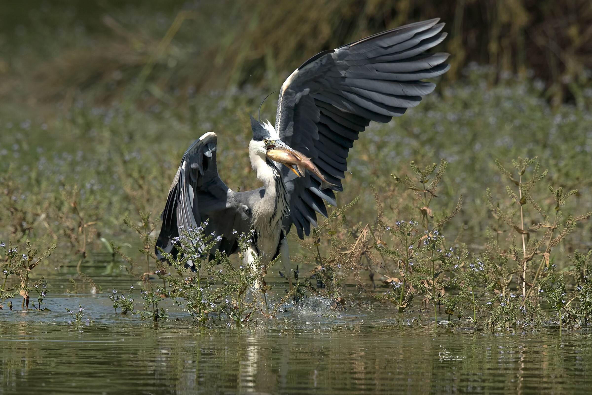 Airone grillo con preda